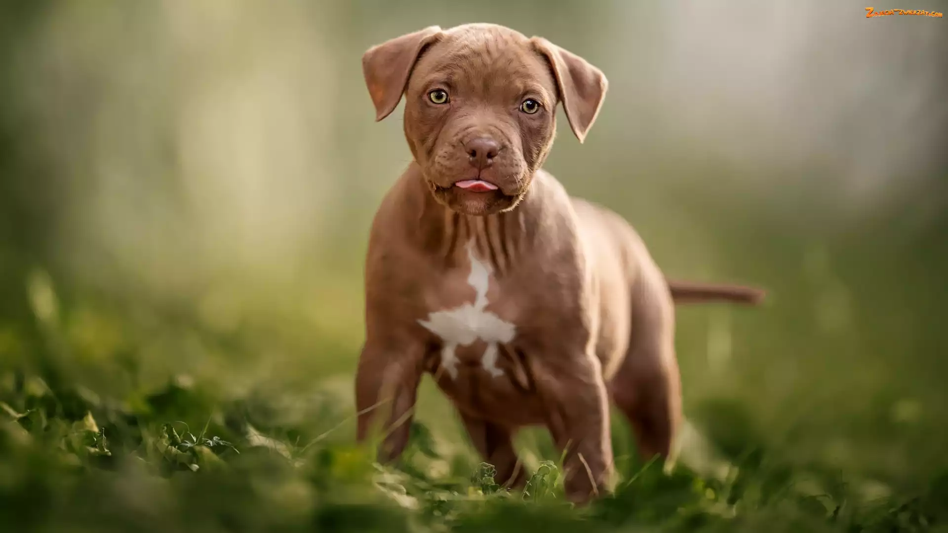 Pit Bull terrier, Pies, Szczeniak