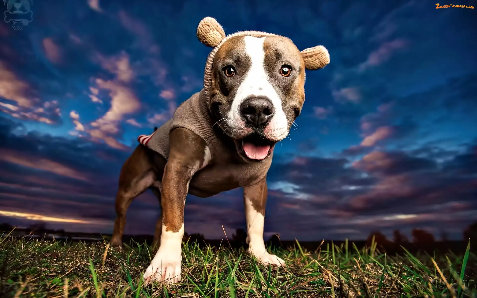 Pit Bull Terrier, Niebo, Pies, Trawa