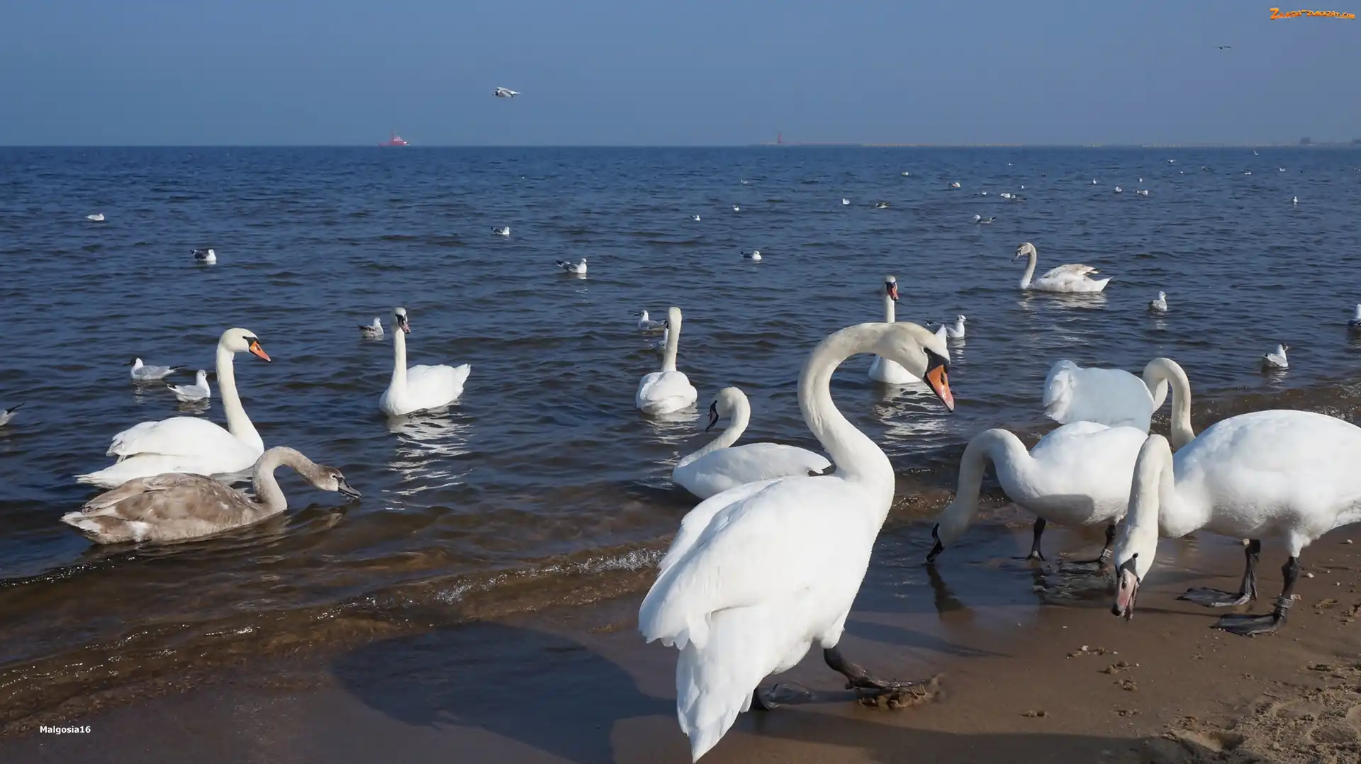 Plaża, Morze, Ptaki, Białe, Łabędzie