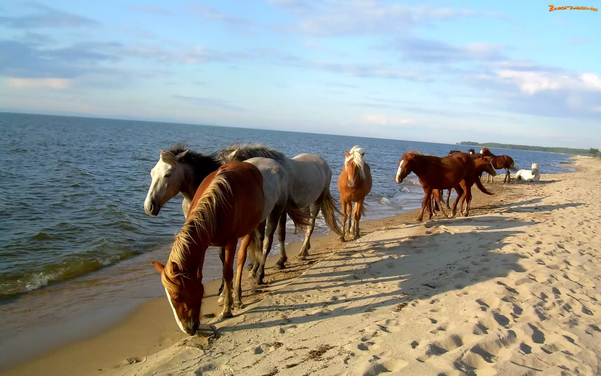 Plaża, Piasek, Konie, Morze