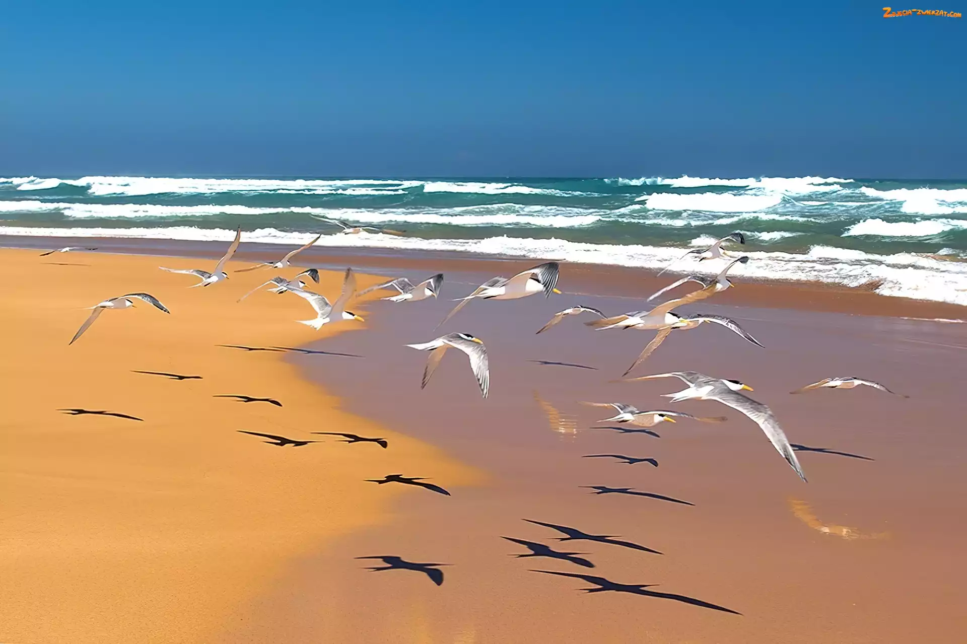 Mewy, Plaża, Morze