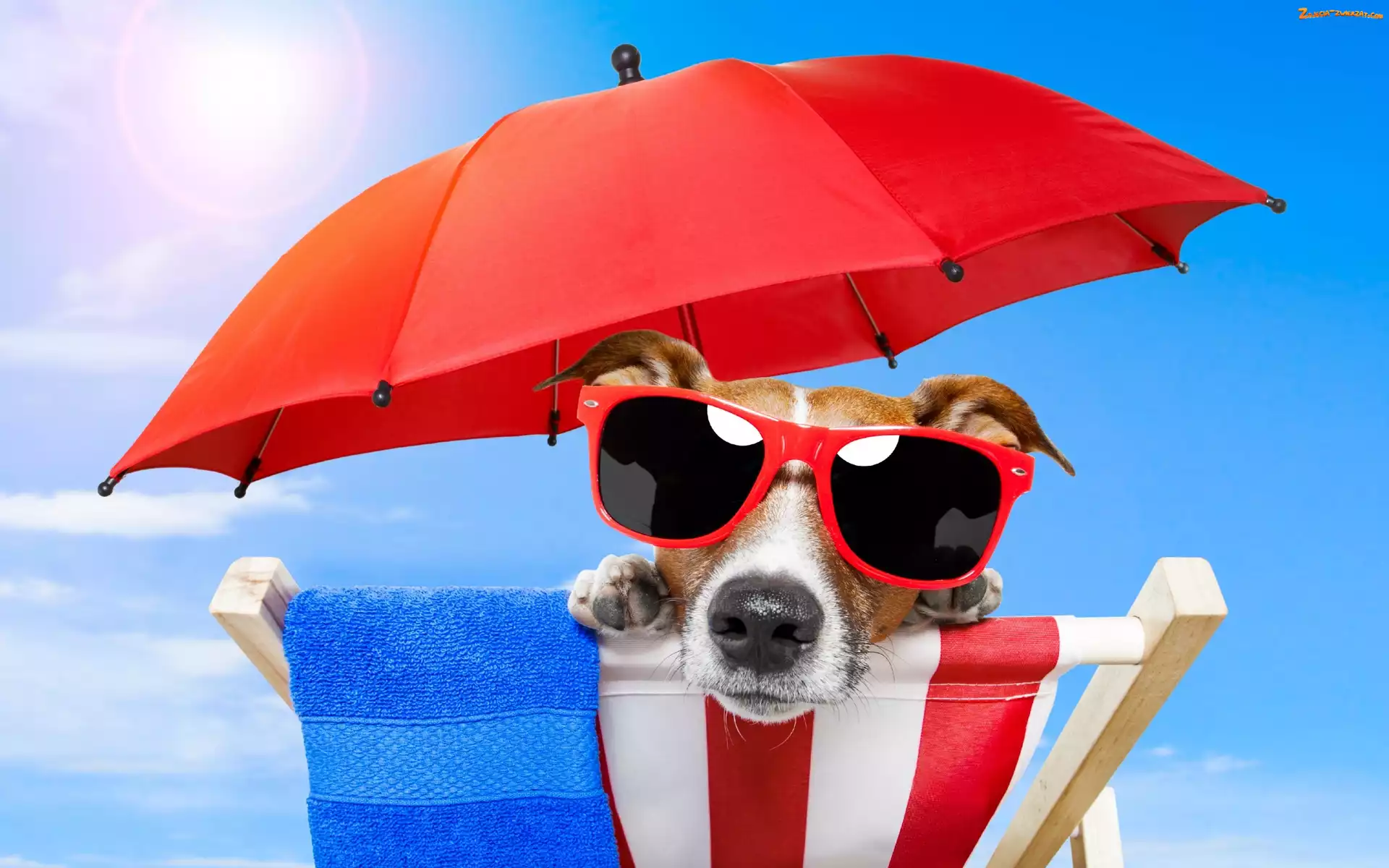 Leżak, Wakacje Jack russell terrier, Parasol, Okulary