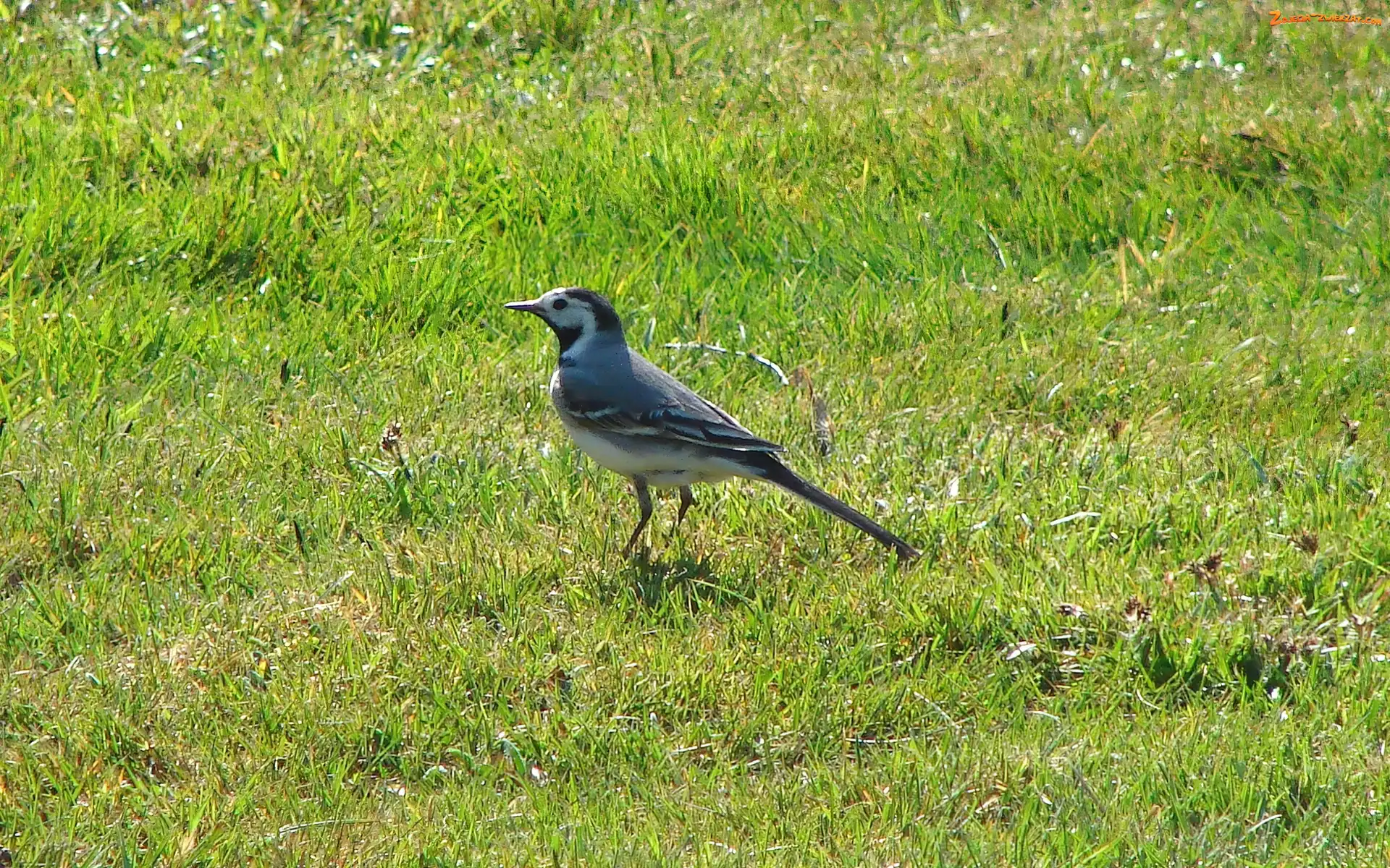 Pliszka, Trawa