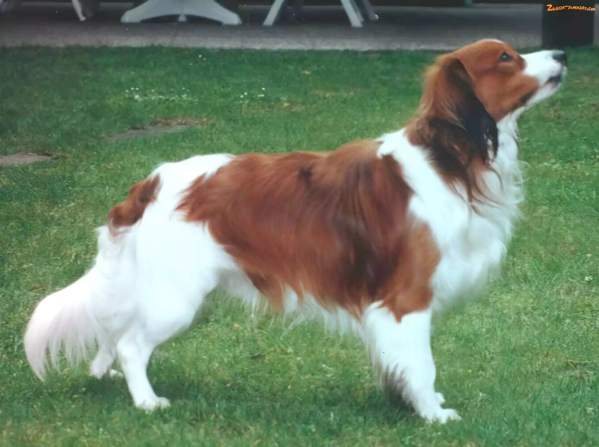 Płochacz holenderski, trawa, dorosły, Kooikerhondje