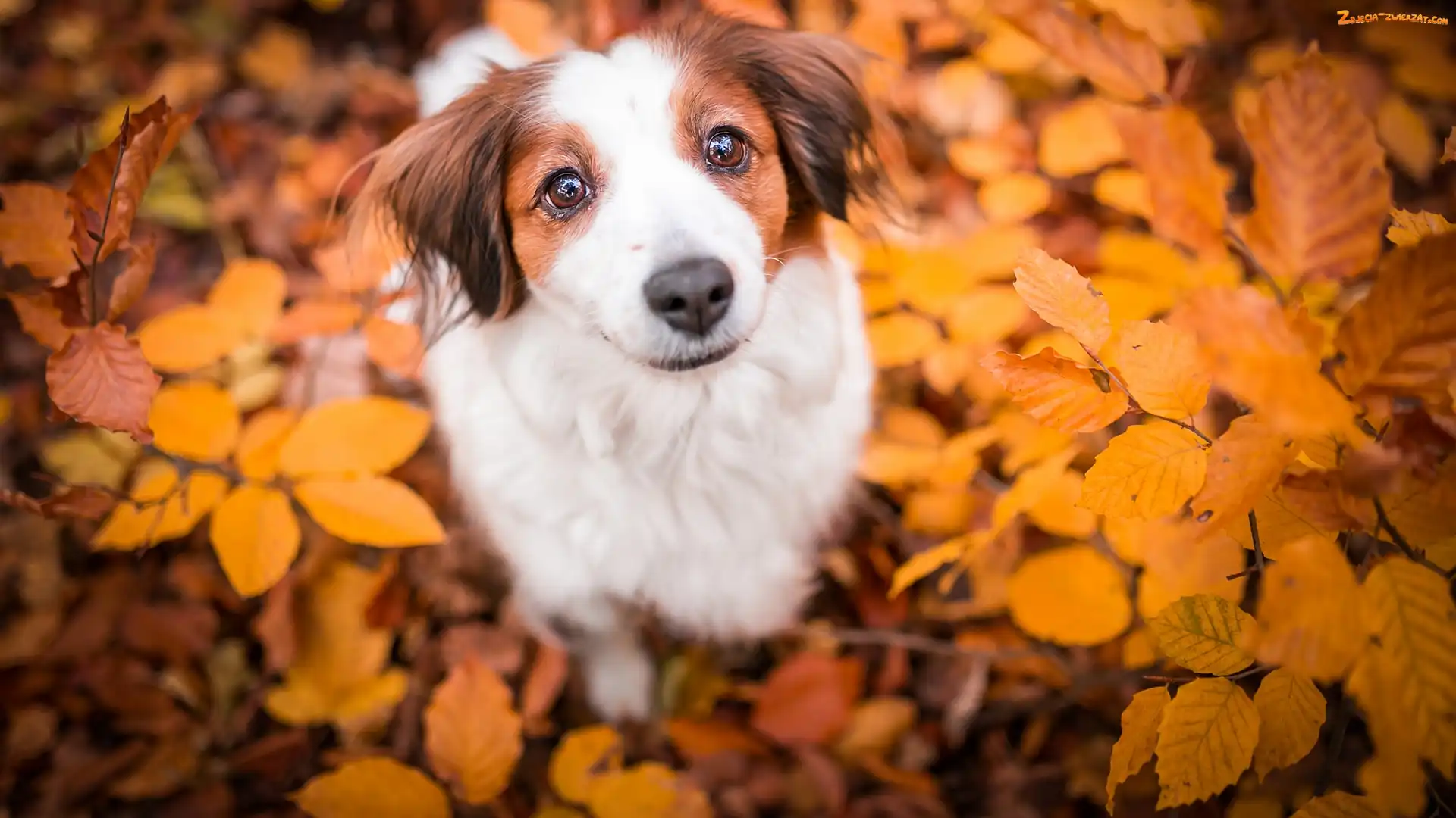 Płochacz holenderski, Liście, Pies, Kooikerhondje