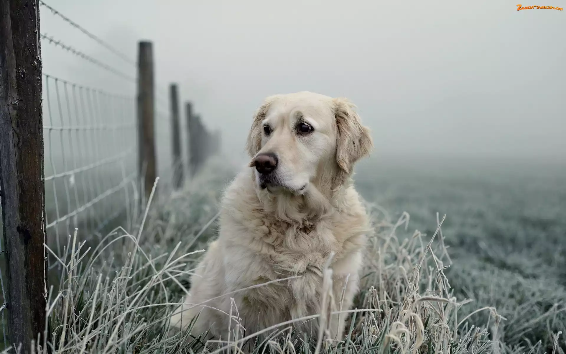 Płot, Trawa, Golden retriever, Oszroniona