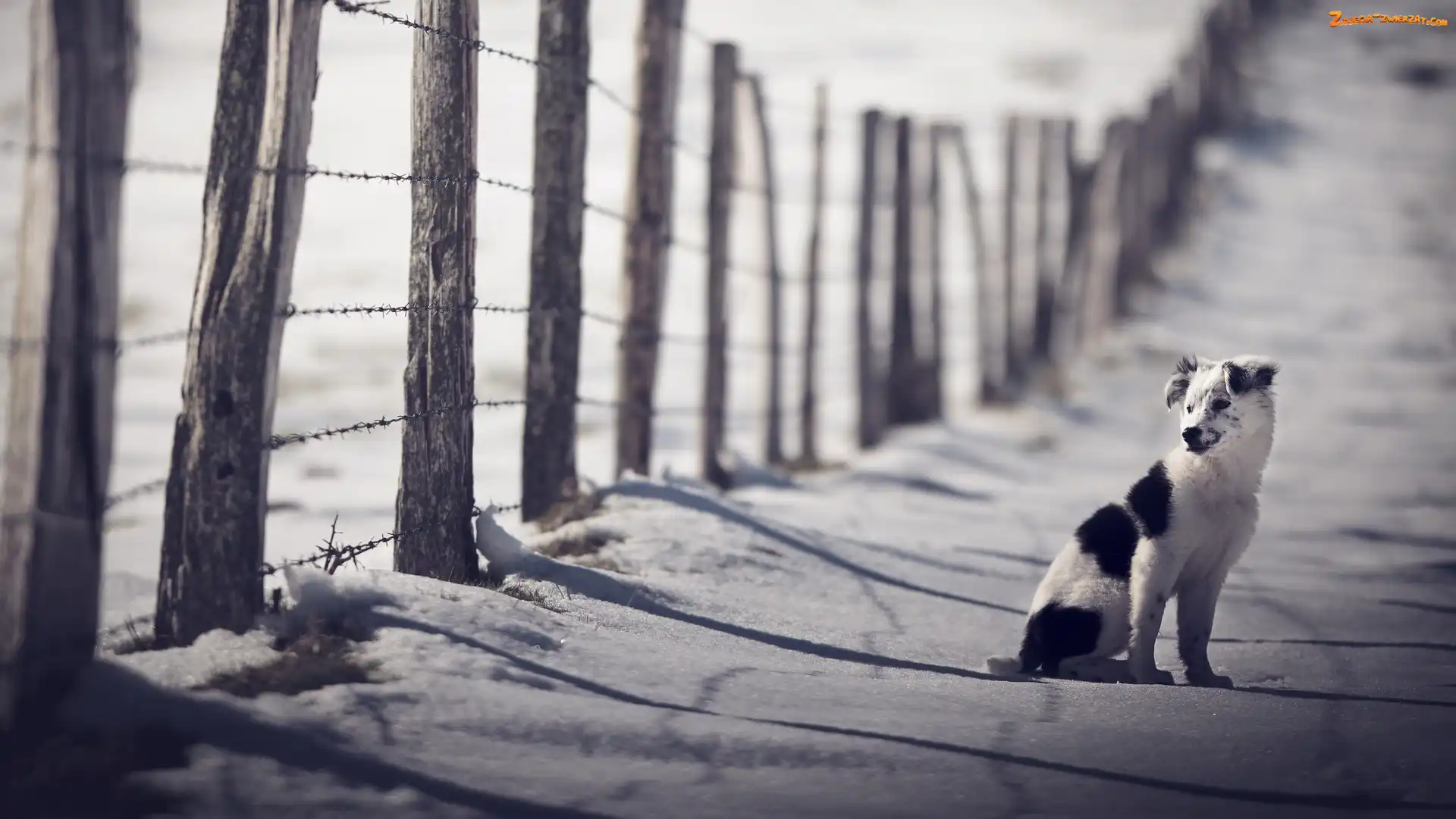 Płot, Śnieg, Border collie, Szczeniak, Zima