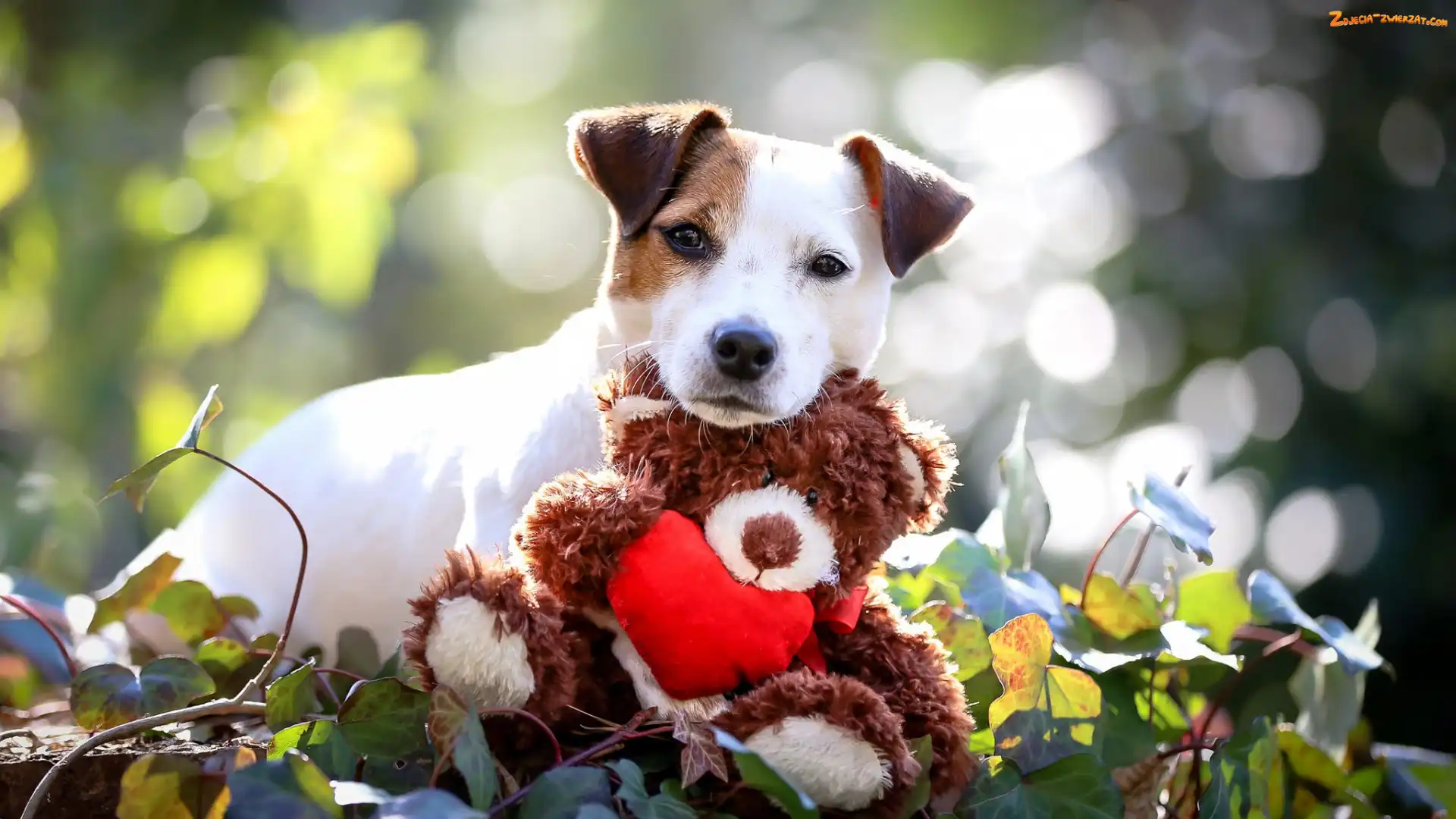Miś, Pluszowy, Jack Russell terrier, Pies, Zabawka