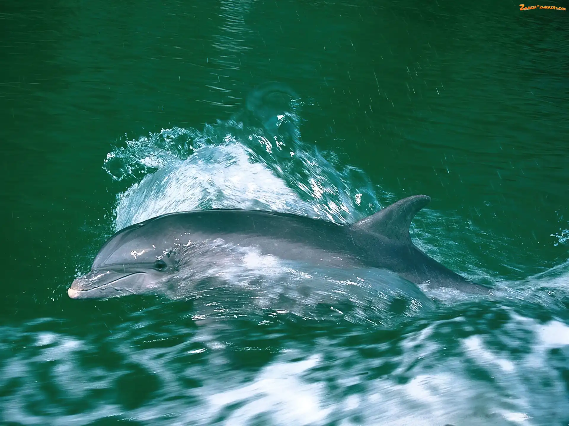Woda, Płynący, Delfin