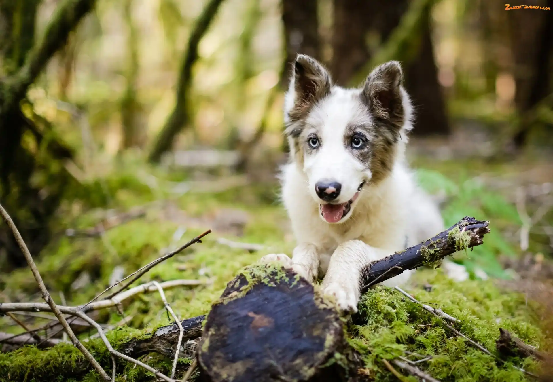 Pniak, Mech, Border collie, Gałęzie