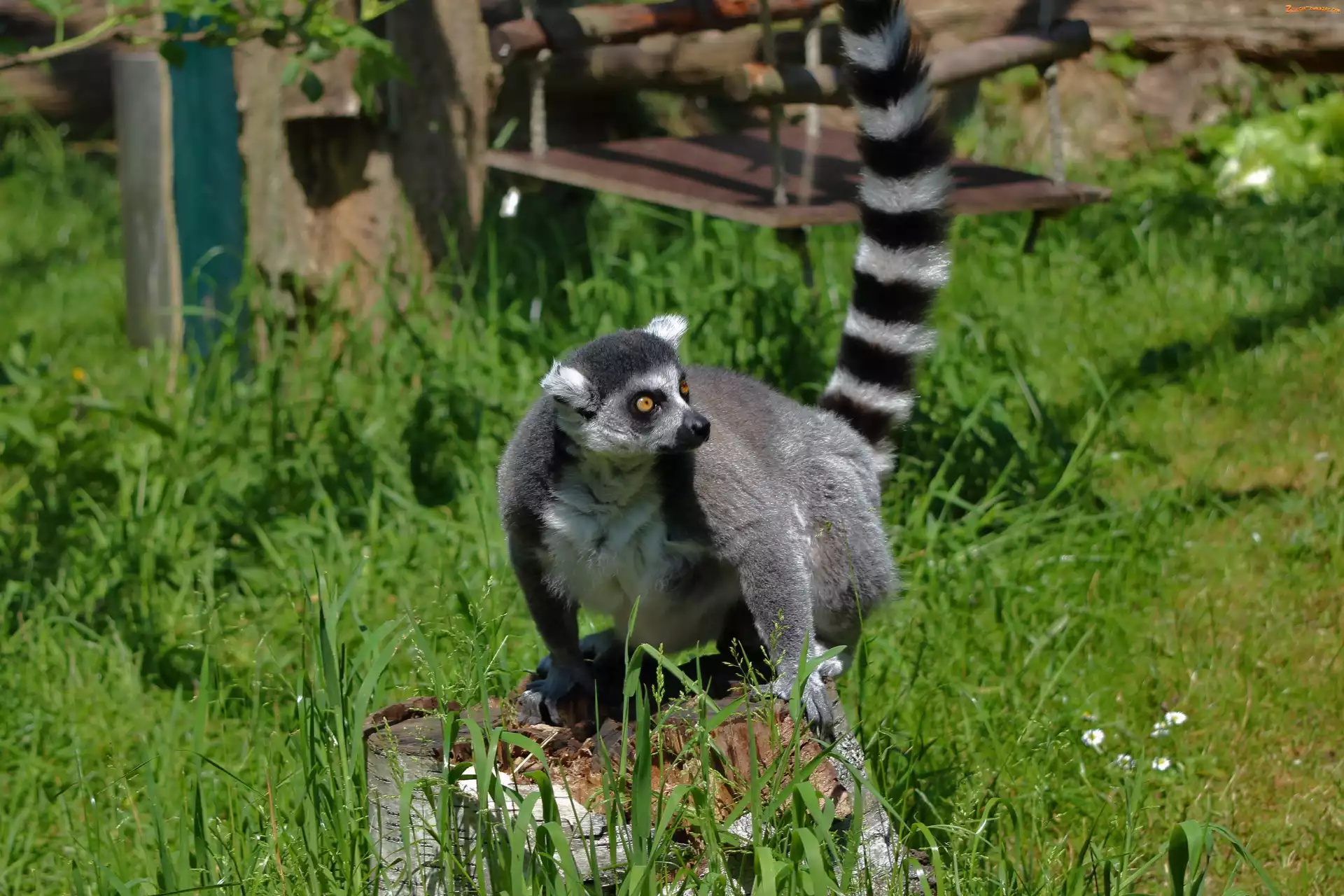 Pniak, Lemur, Huśtawka, Trawa
