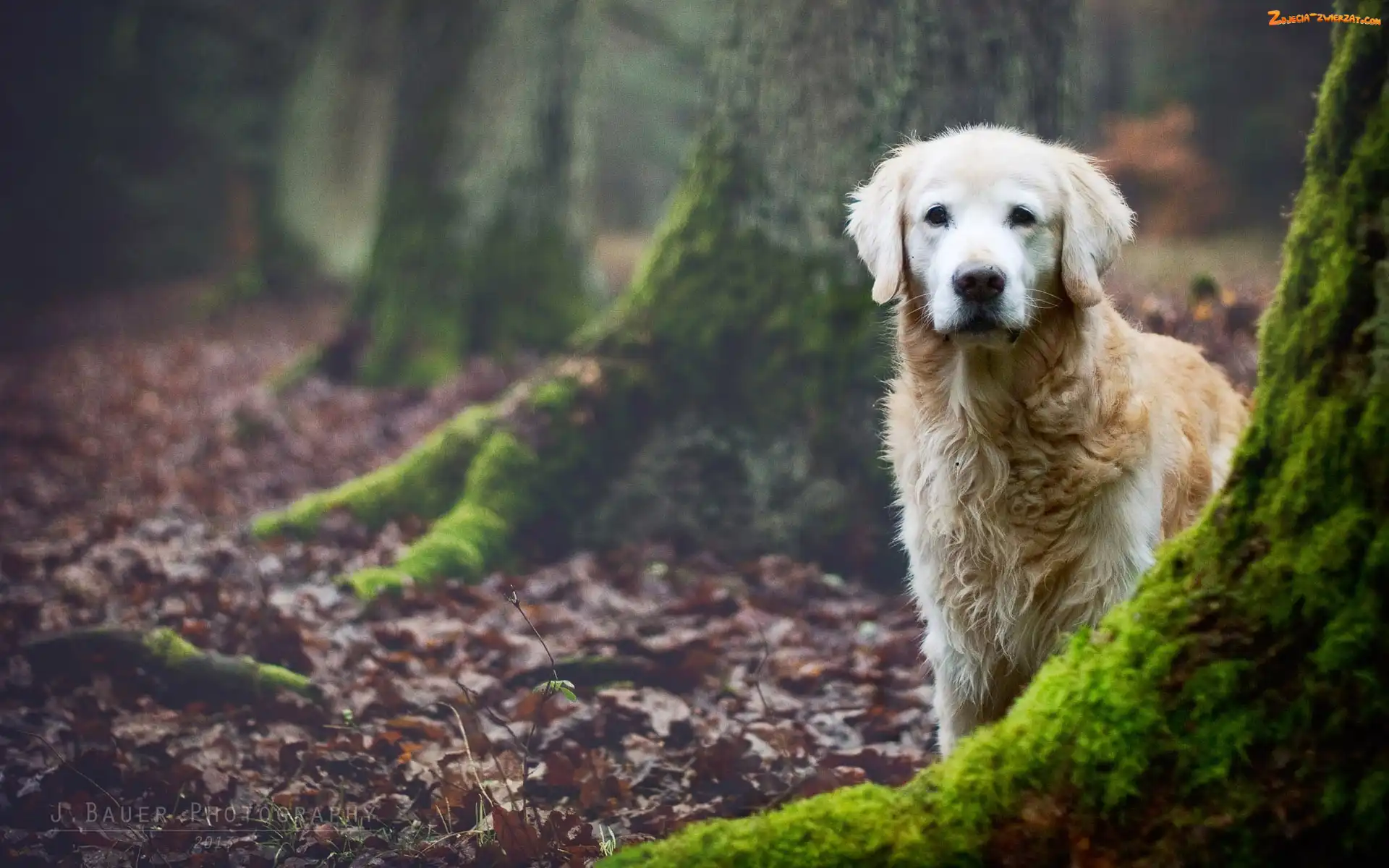 Pnie, Golden Retriever, Las, Drzew