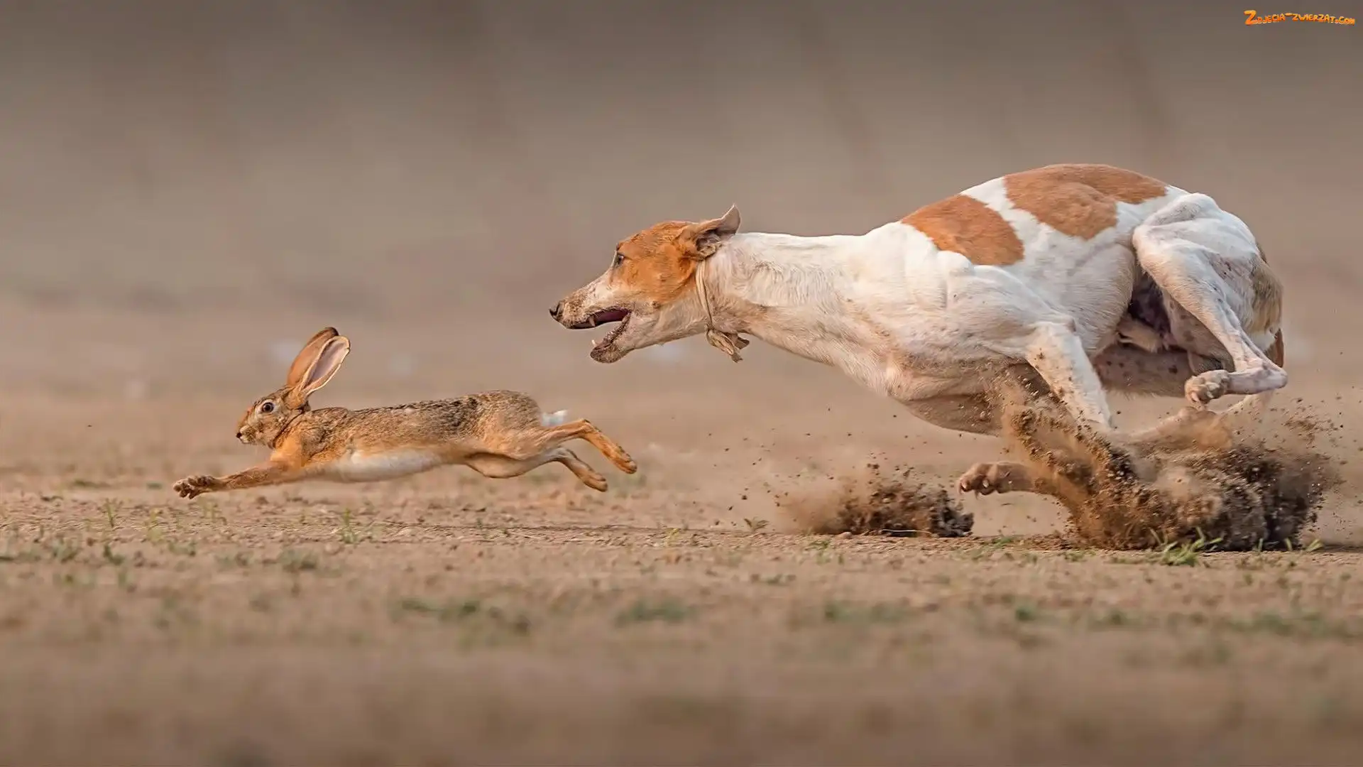 Podenco z Ibizy, Zając, Pies