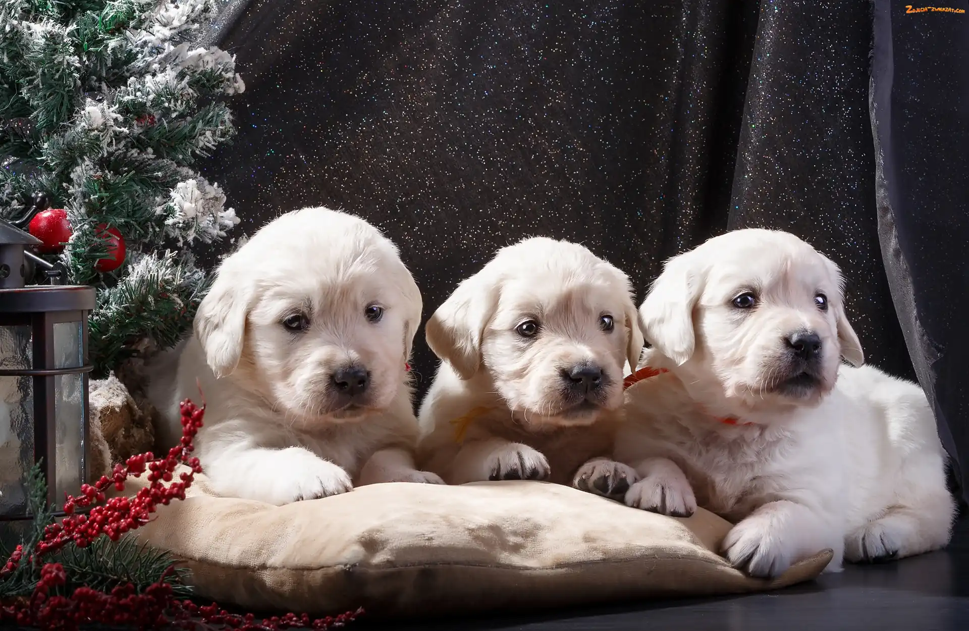 Poduszka, Choinka, Szczeniaki, Trzy, Golden retriever
