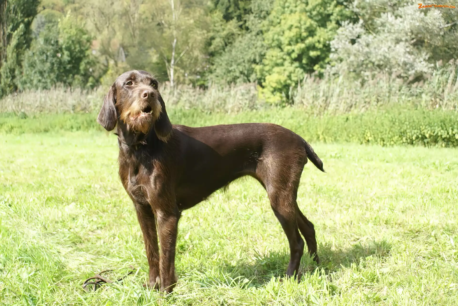 trawa, Pudel Pointer