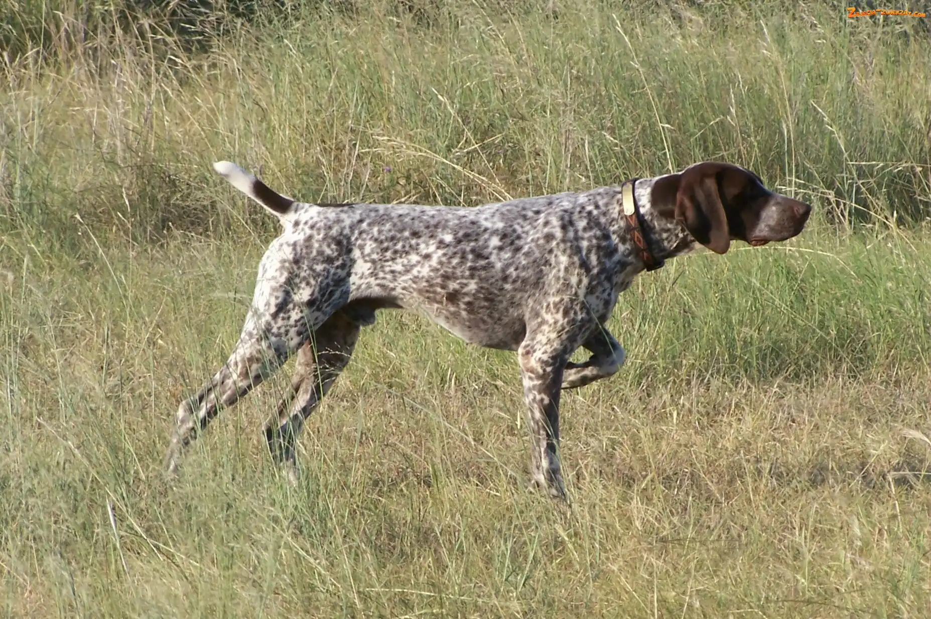 Wyżeł