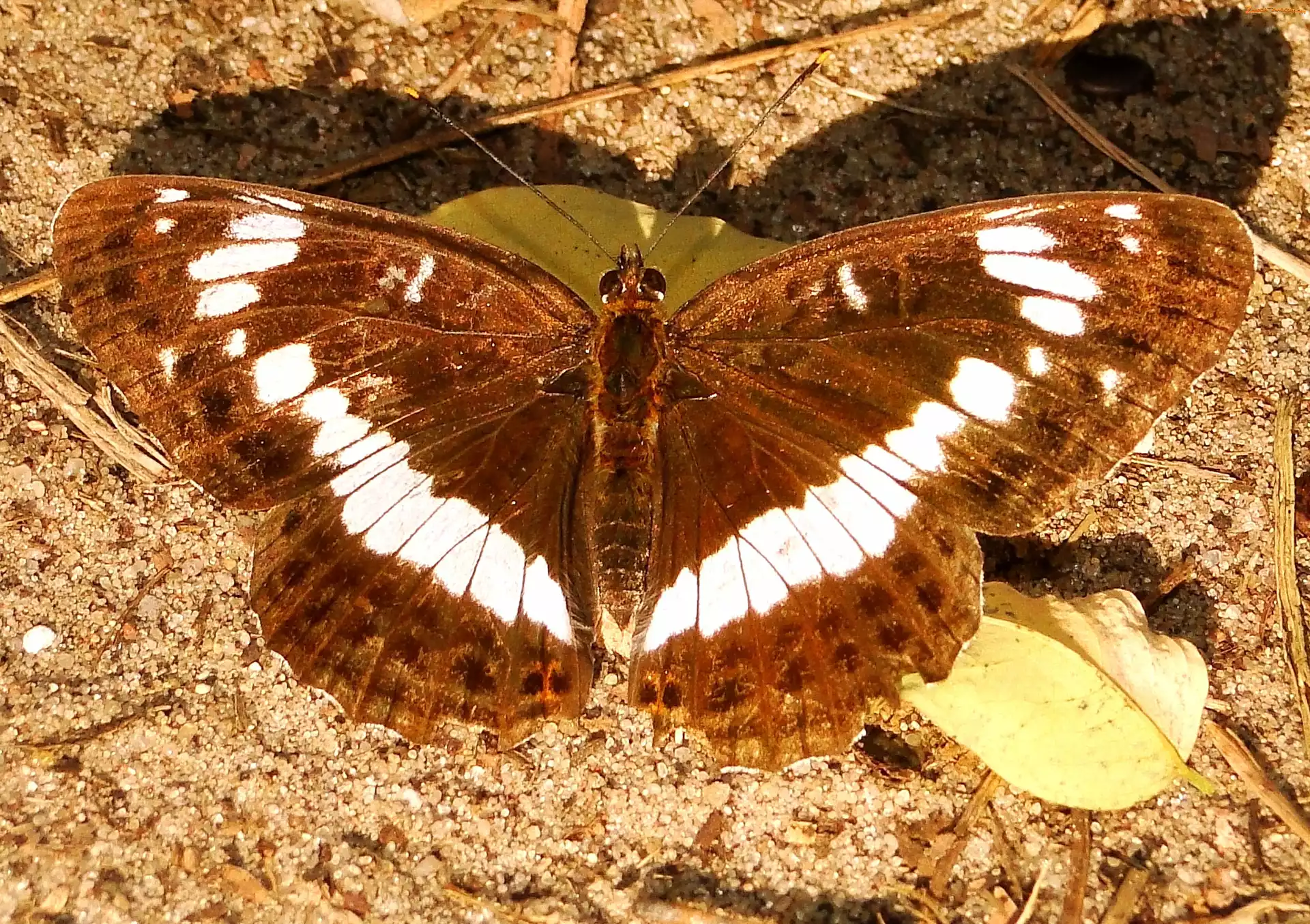 Motyl, Pokłonnik kamilla