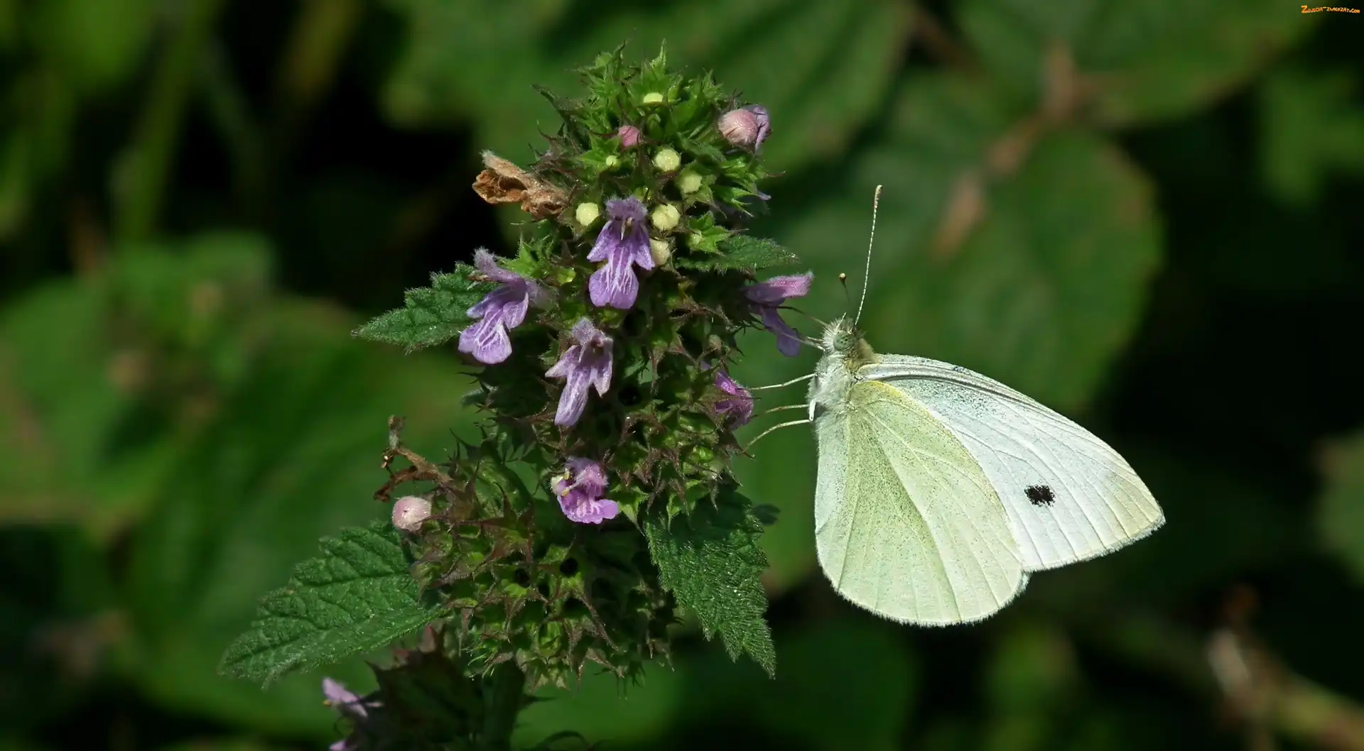 Pokrzywa, Jasnota, Bielinek, Motyl, Kwiat