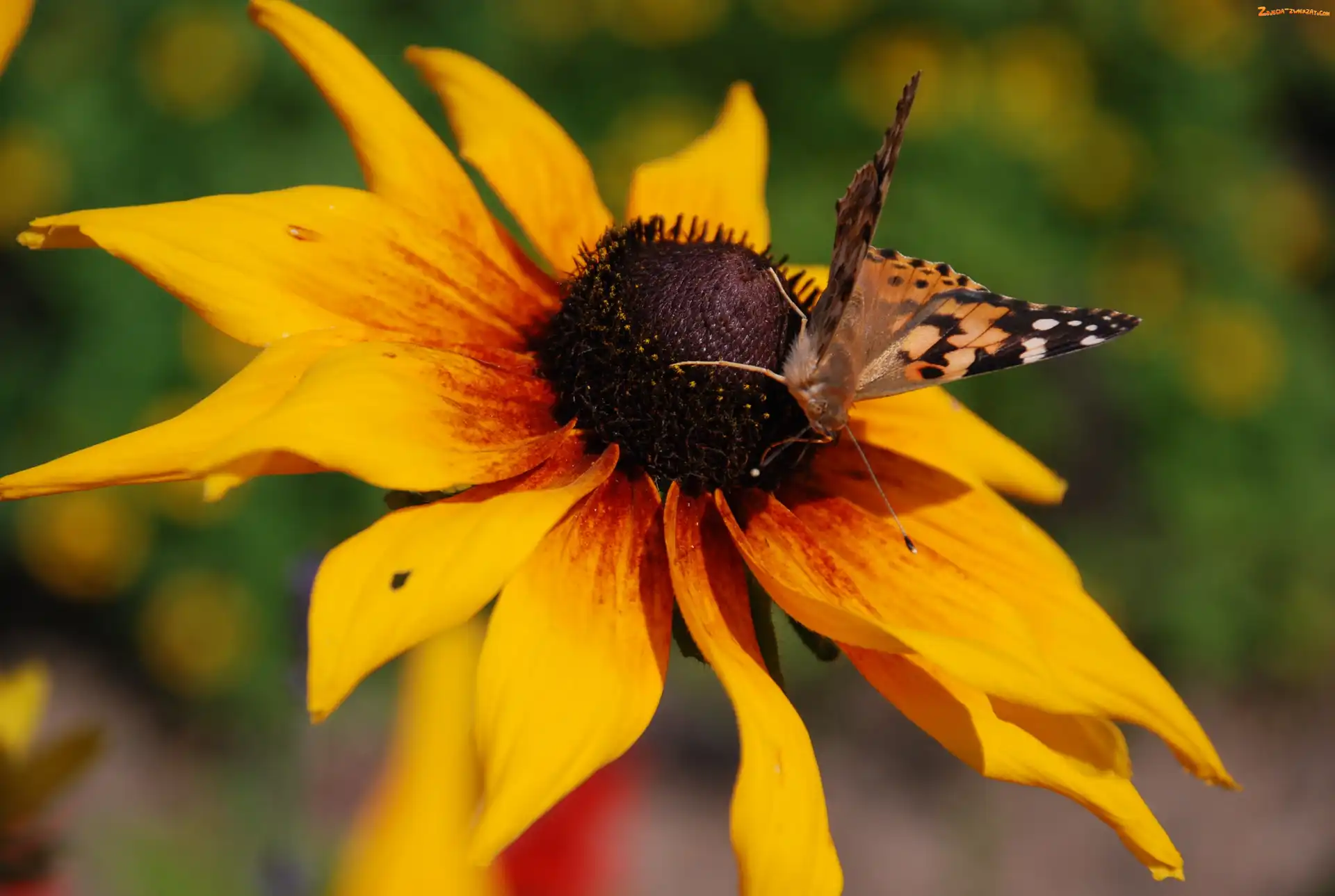 Osetnik, Rusałka, Dwubarwna, Rudbekia, Motyl