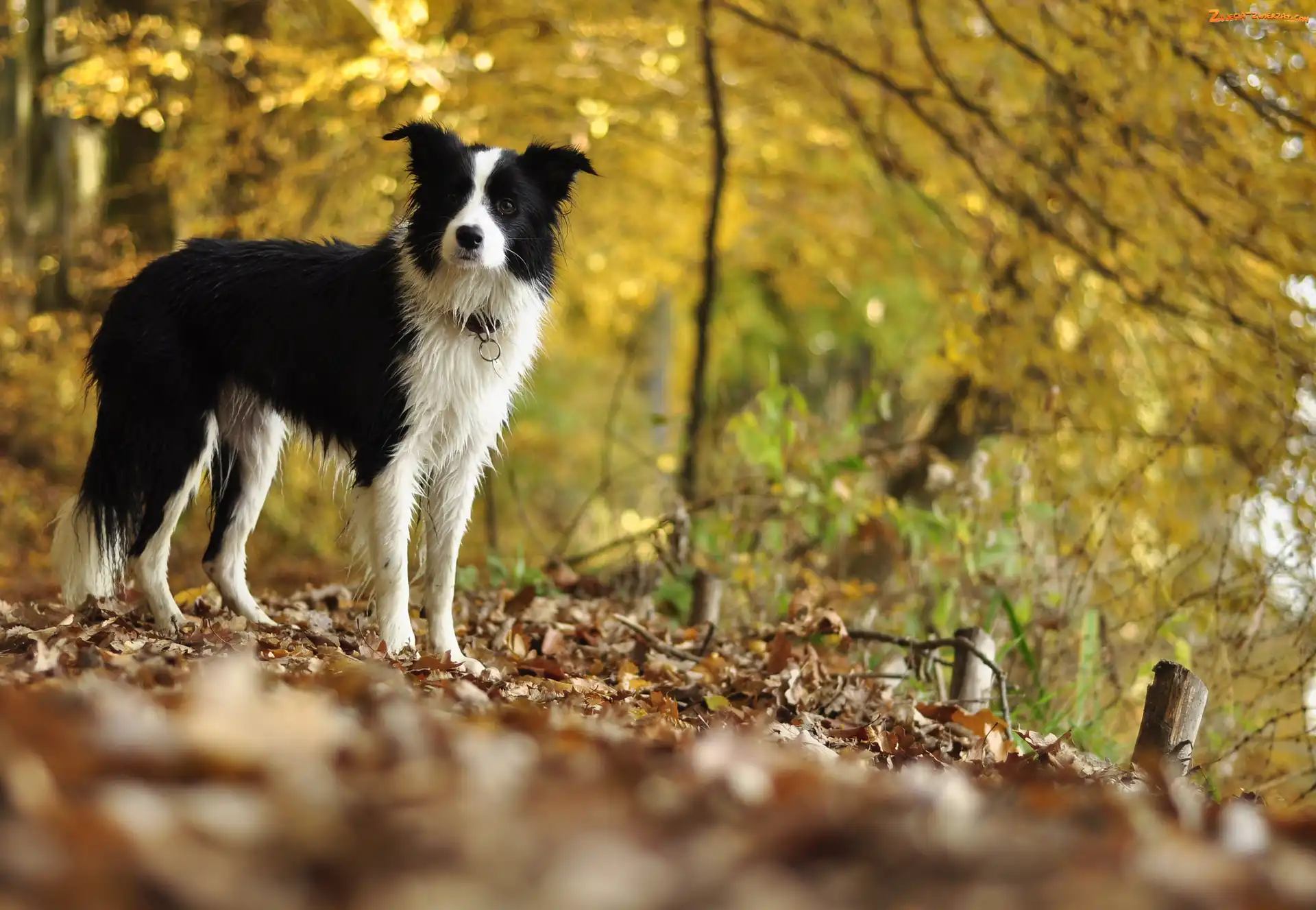 Polana, Drzewa, Border collie, Liście