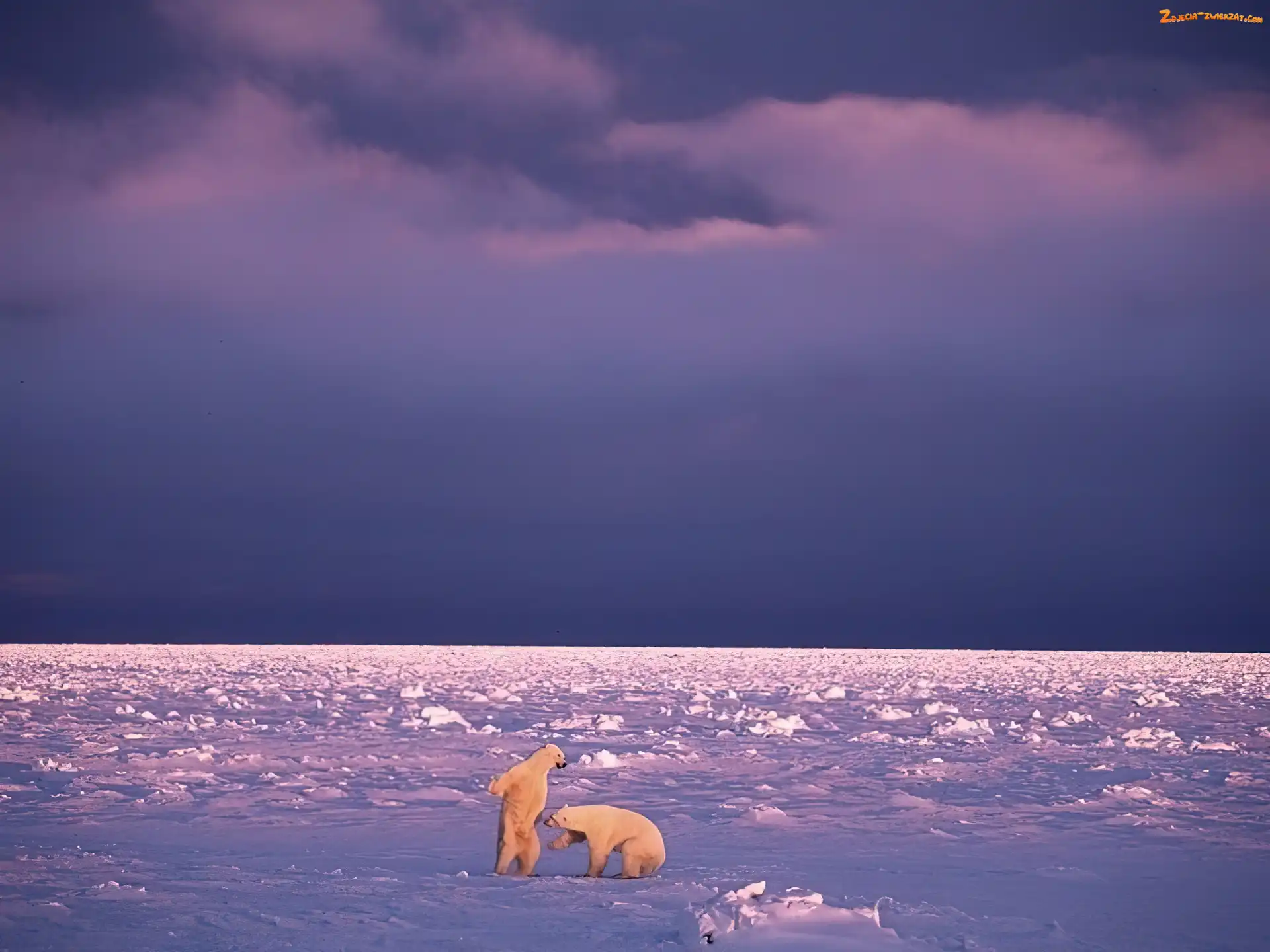 Misie, Polarne, Zabawa, Niebo