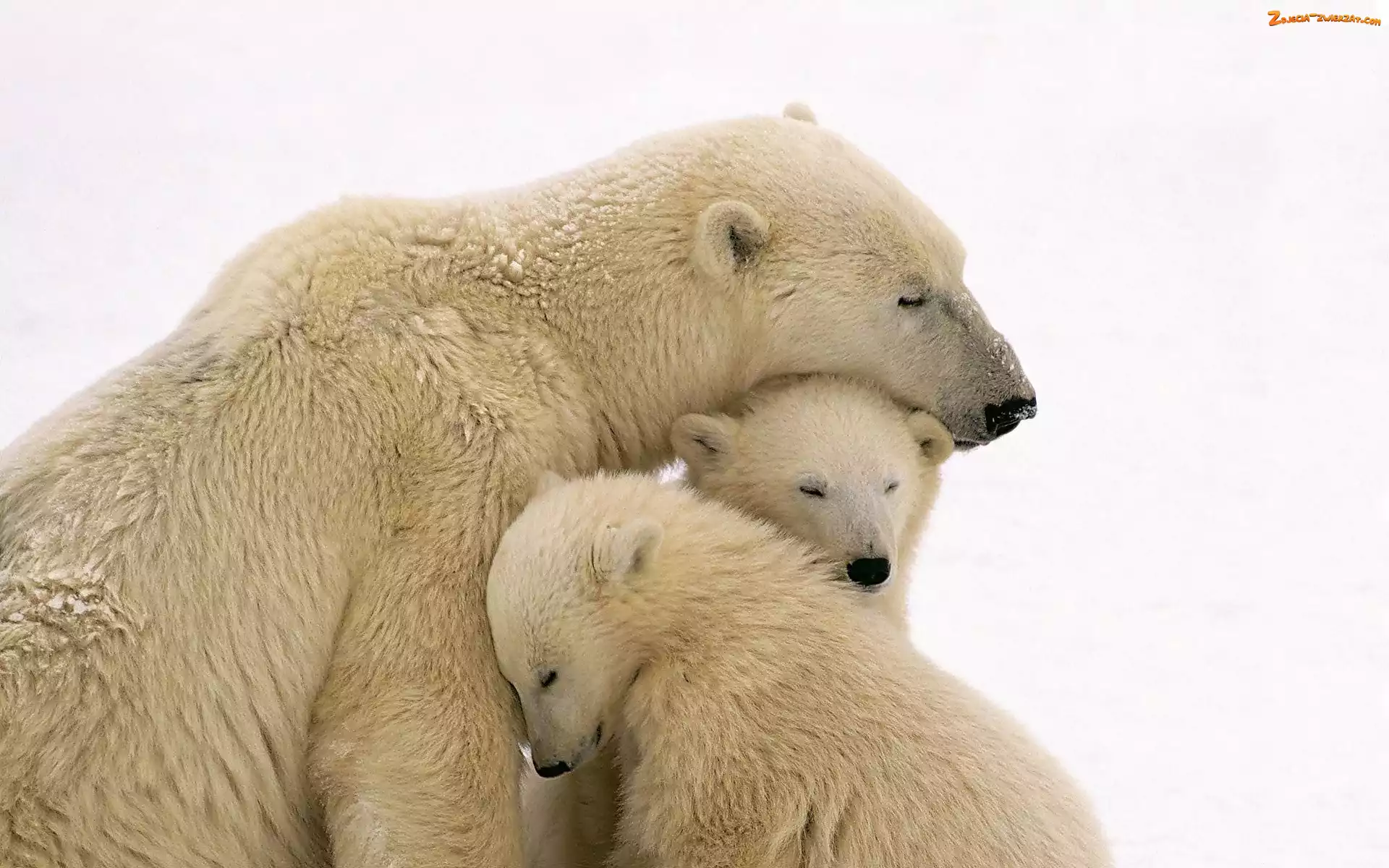 Polarne, Młode, Niedźwiedzie, Mama