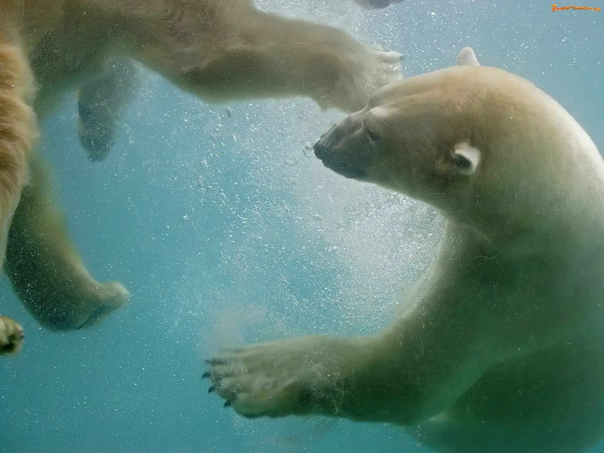 Polarne, Wodą, Niedźwiedzie, Pod