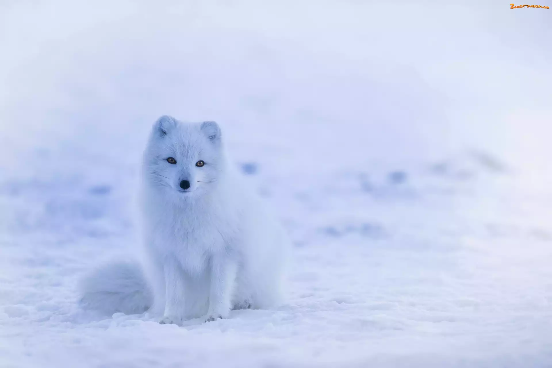 Lis polarny, Śnieg