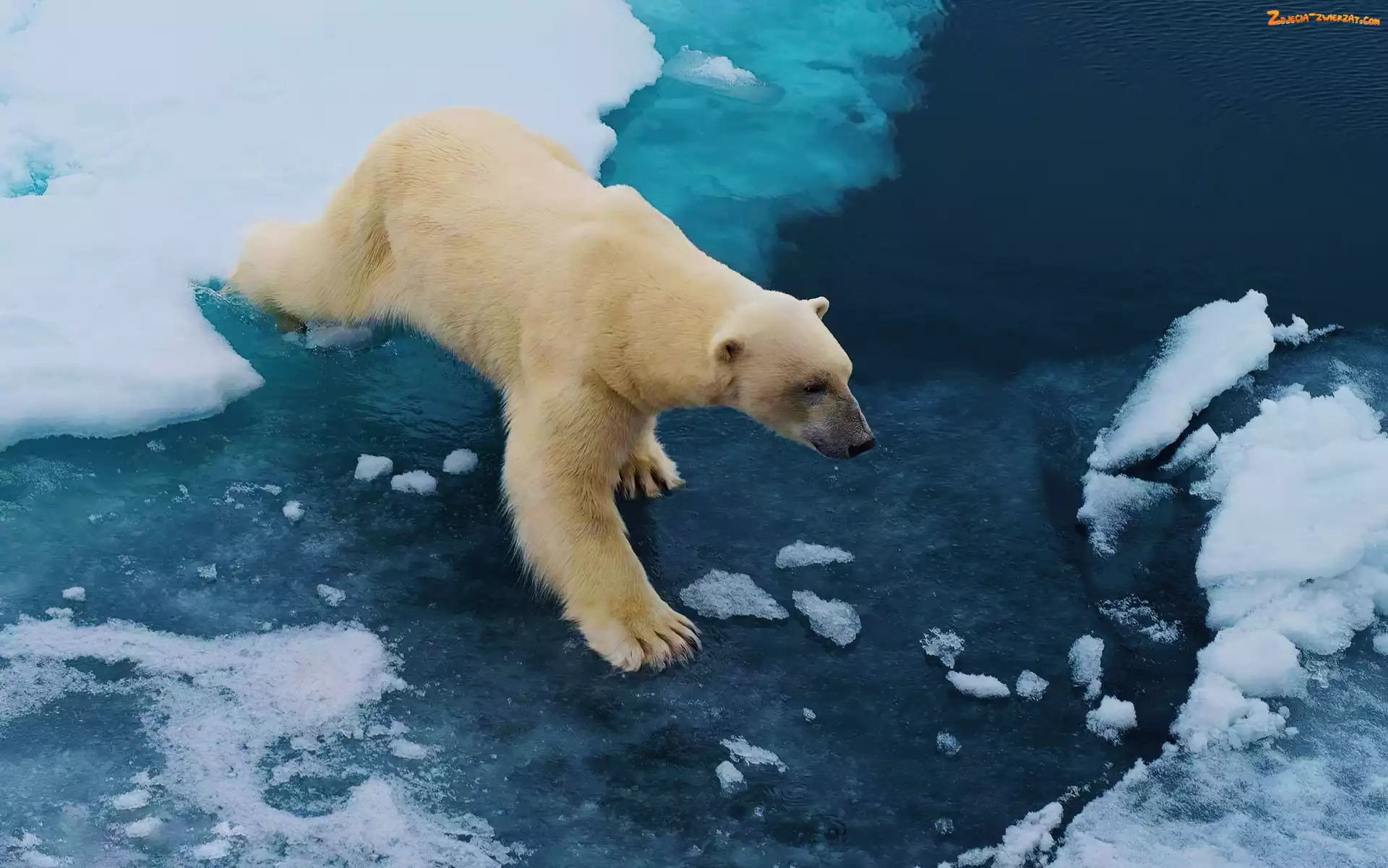 Polarny, Lód, Niedźwiedź, Kra
