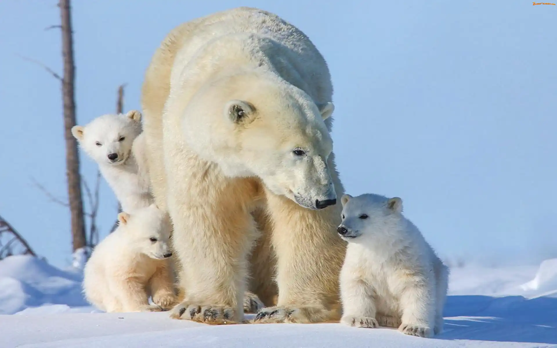 Polarny, Śnieg, Niedźwiedź, Młode