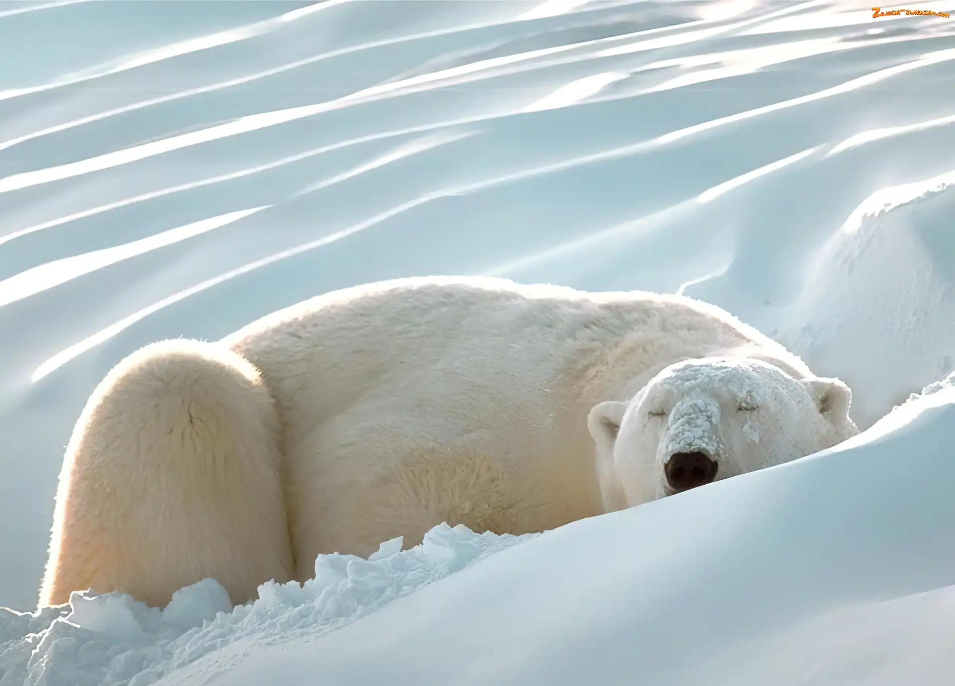 Polarny, Śnieżna, Niedźwiedź, Pokrywa