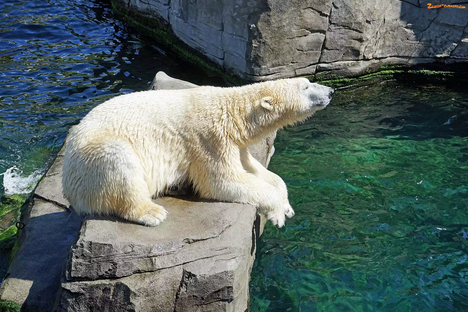 Niedźwiedź polarny, Skała