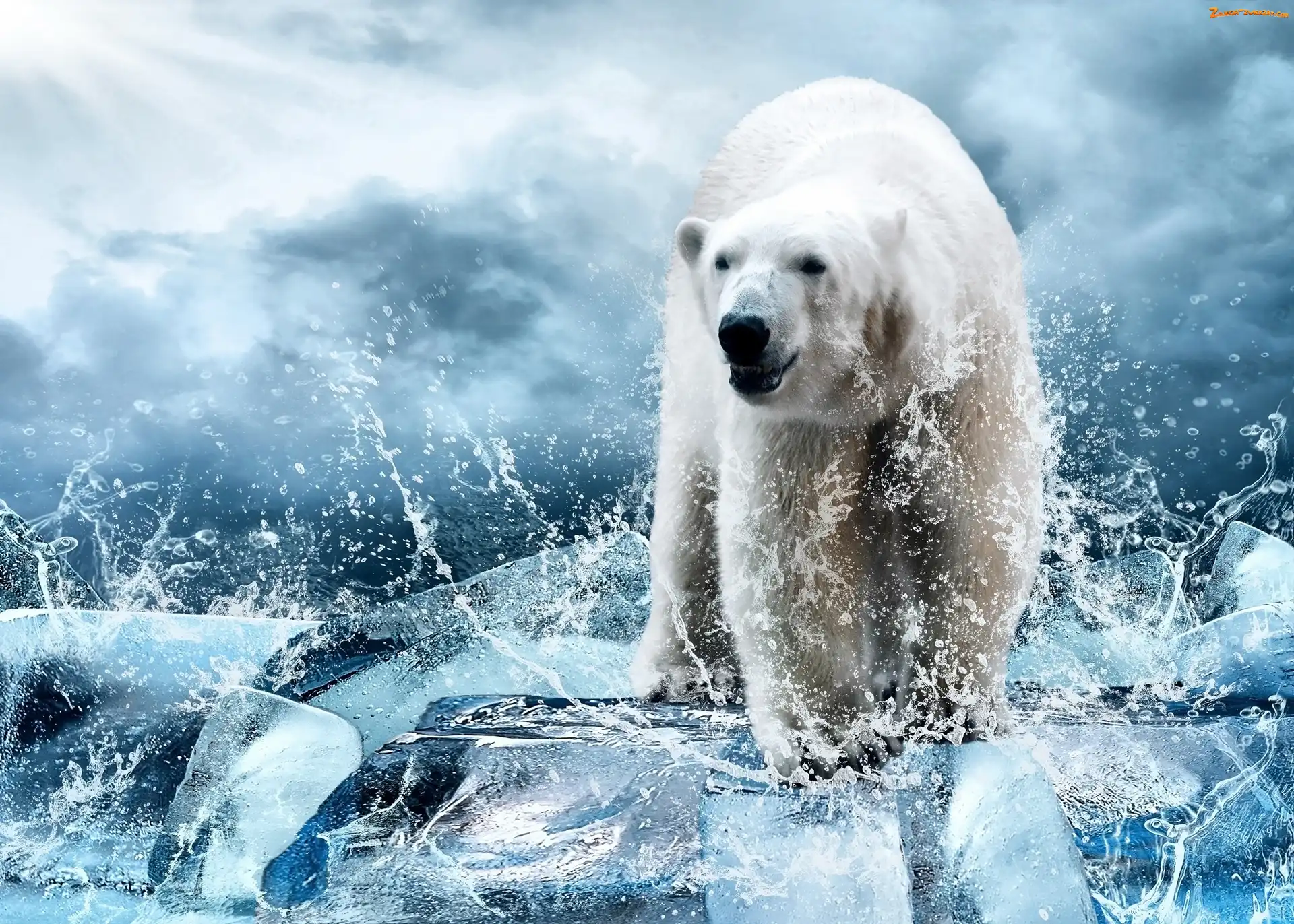 Polarny, Woda, Niedźwiedź, Rozbryzgująca