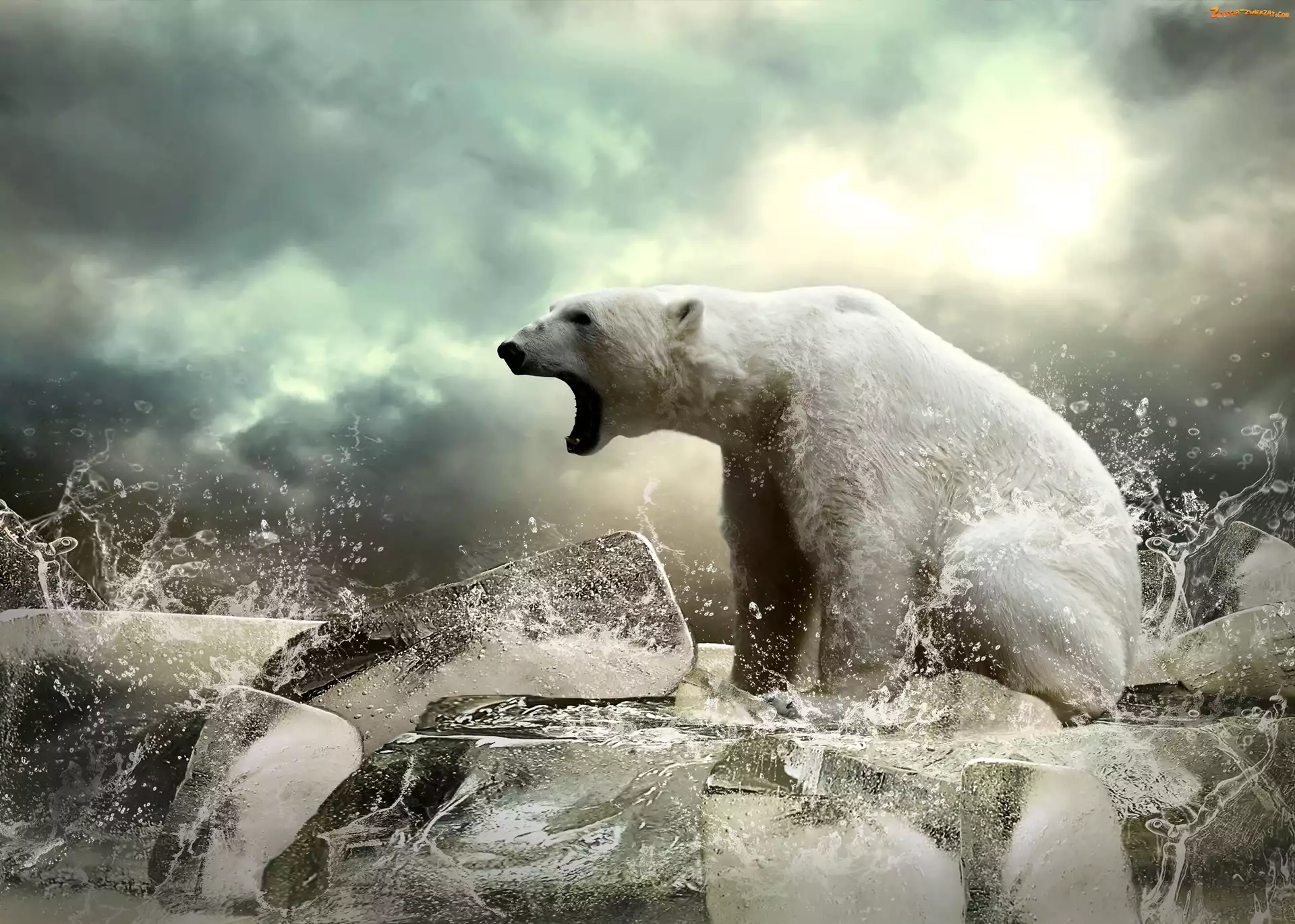 Polarny, Woda, Niedźwiedź, Rozbryzgująca