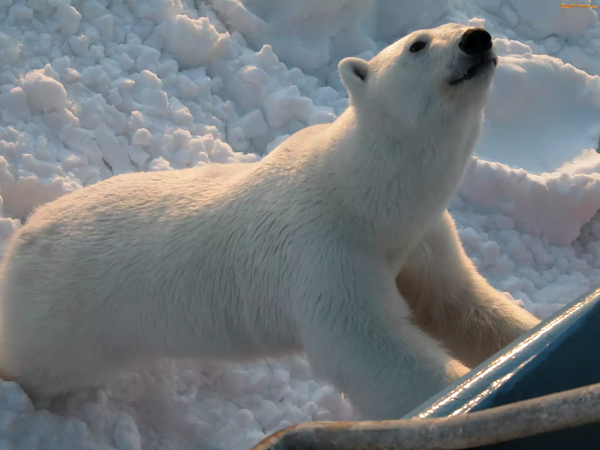 Polarny, Zoo, Niedźwiedź, Śnieg