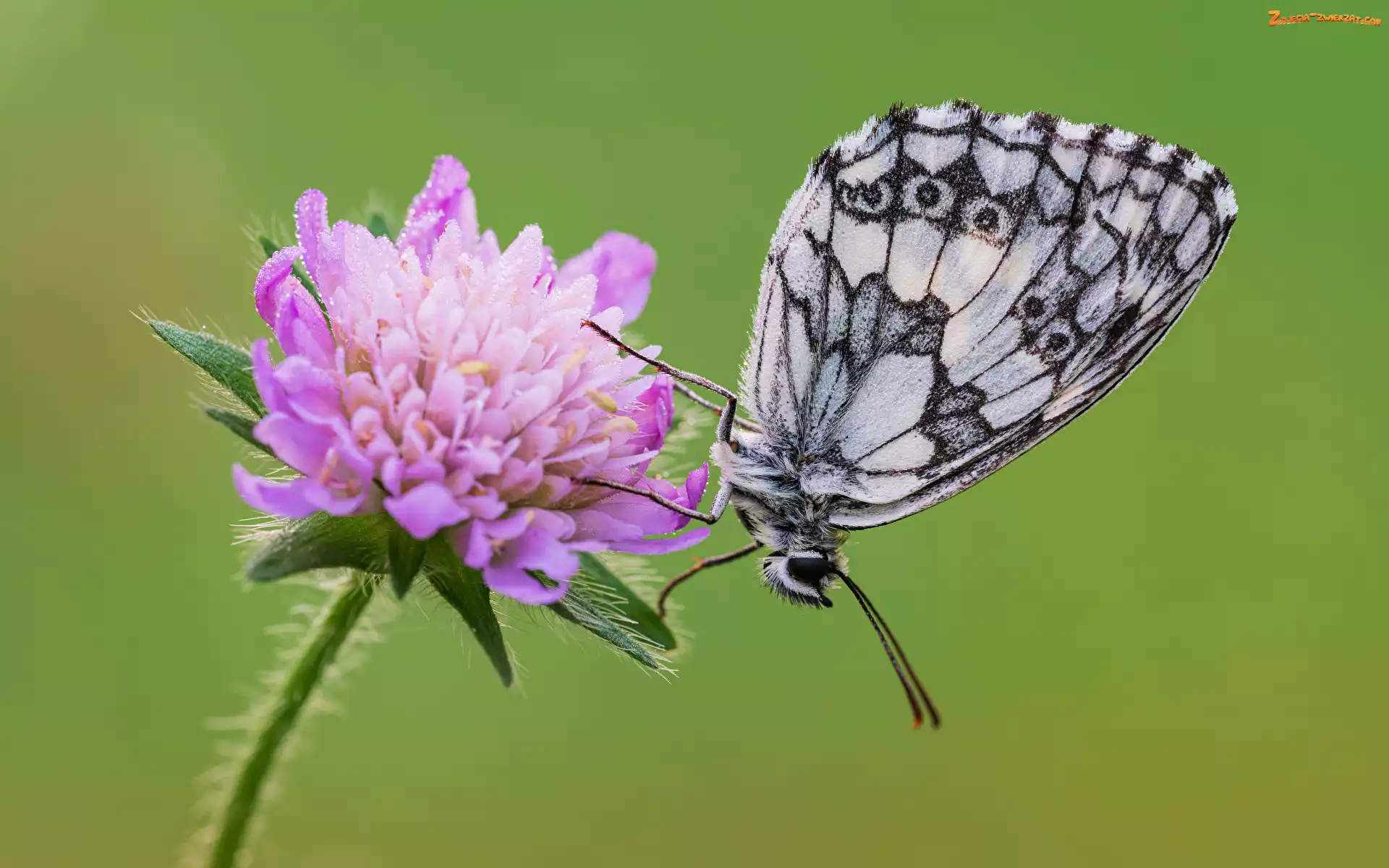 Kwiat, Fioletowy, Świerzbnica polna, Motyl, Polowiec szachownica