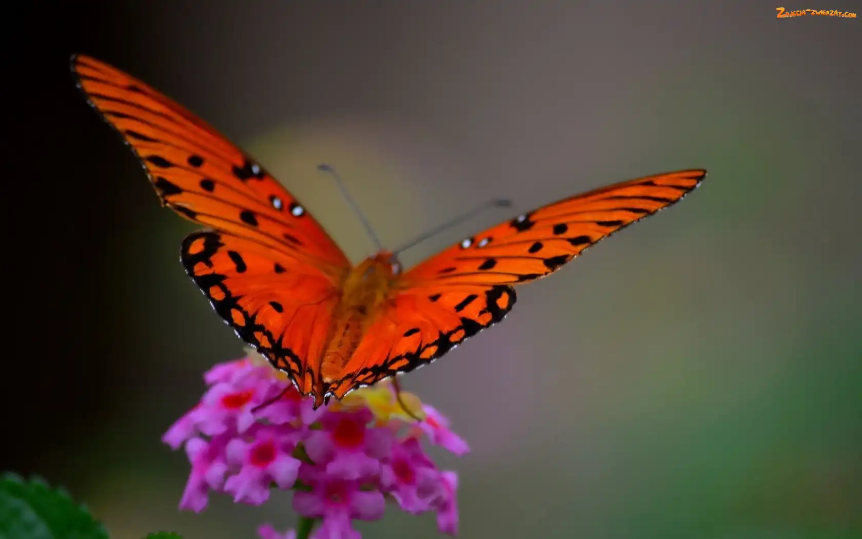 Motyl, Polny, Kwiatek