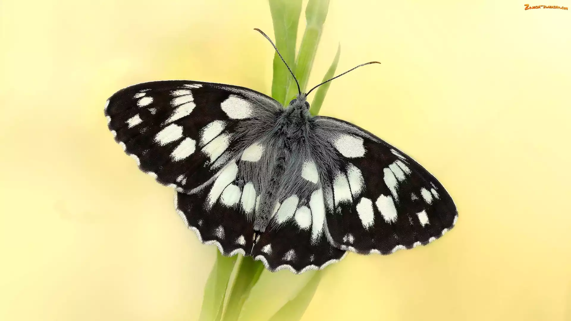 Polowiec szachownica, Czarno-biały, Motyl