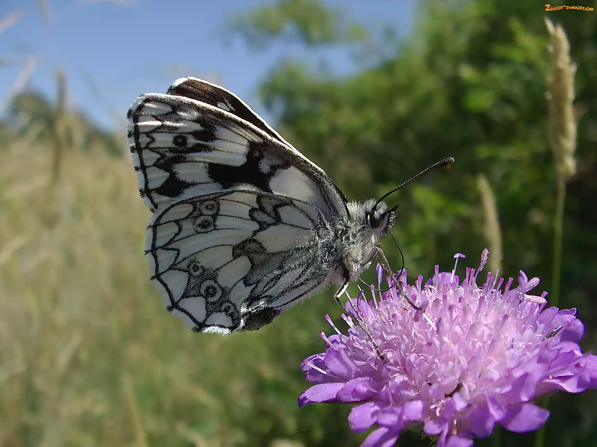 Polowiec Szachownica, Łąka, Motyl, Kwiat