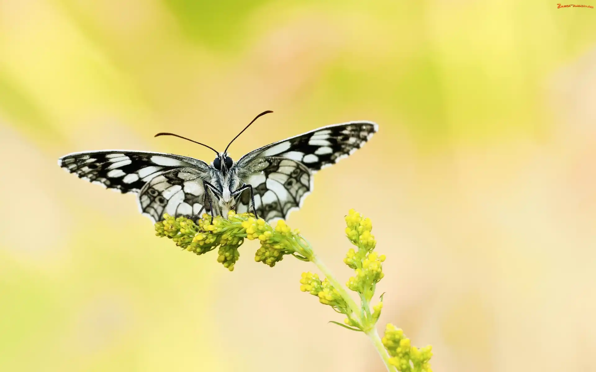 Polowiec szachownica, Kwiat, Motyl, Żółty