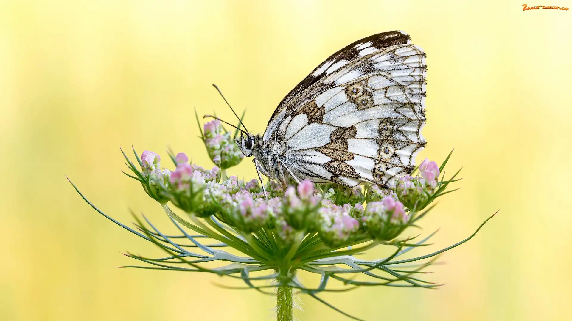 Polowiec szachownica, Żółte tło, Motyl, Roślina