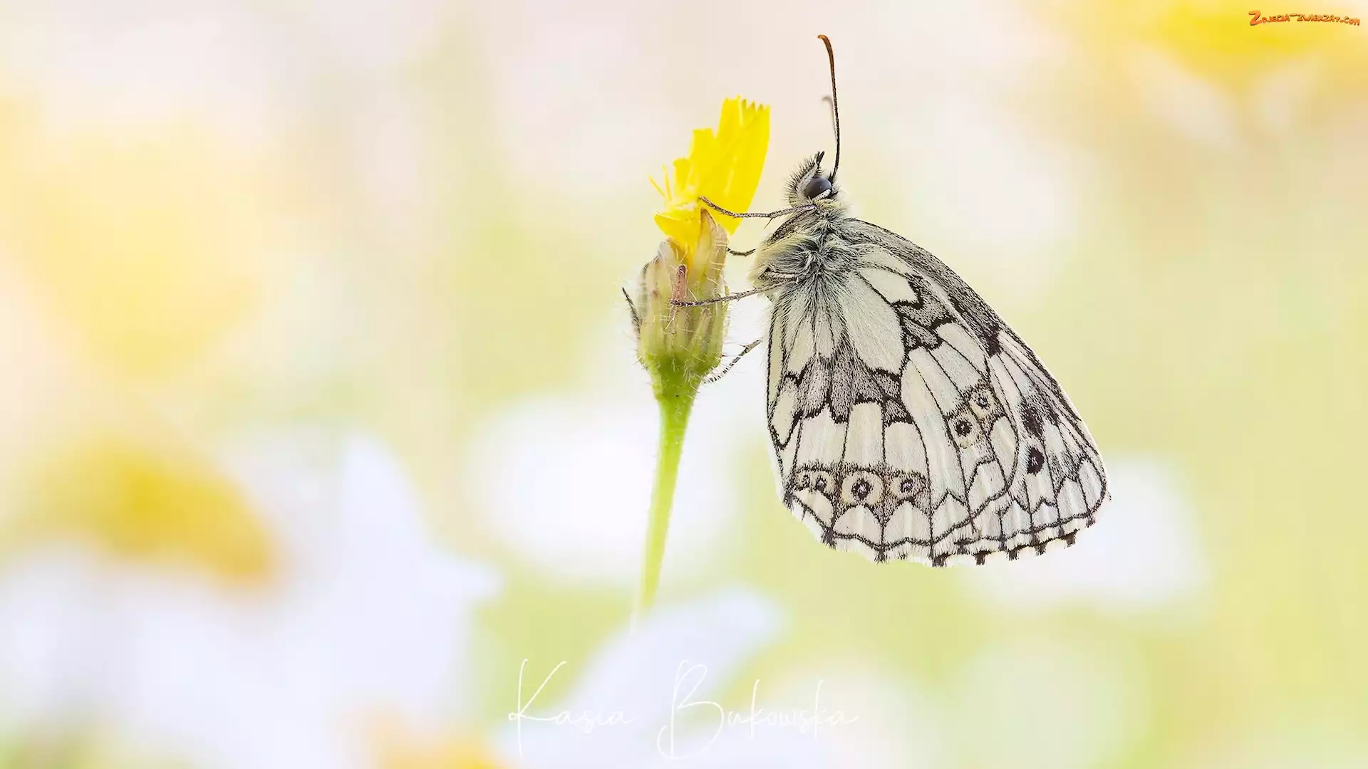 Polowiec szachownica, Żółty, Motyl, Kwiatek
