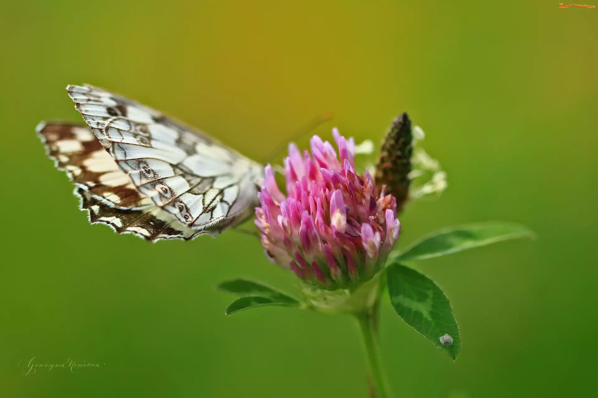Polowiec Szachownica, Różowa, Motyl, Koniczyna