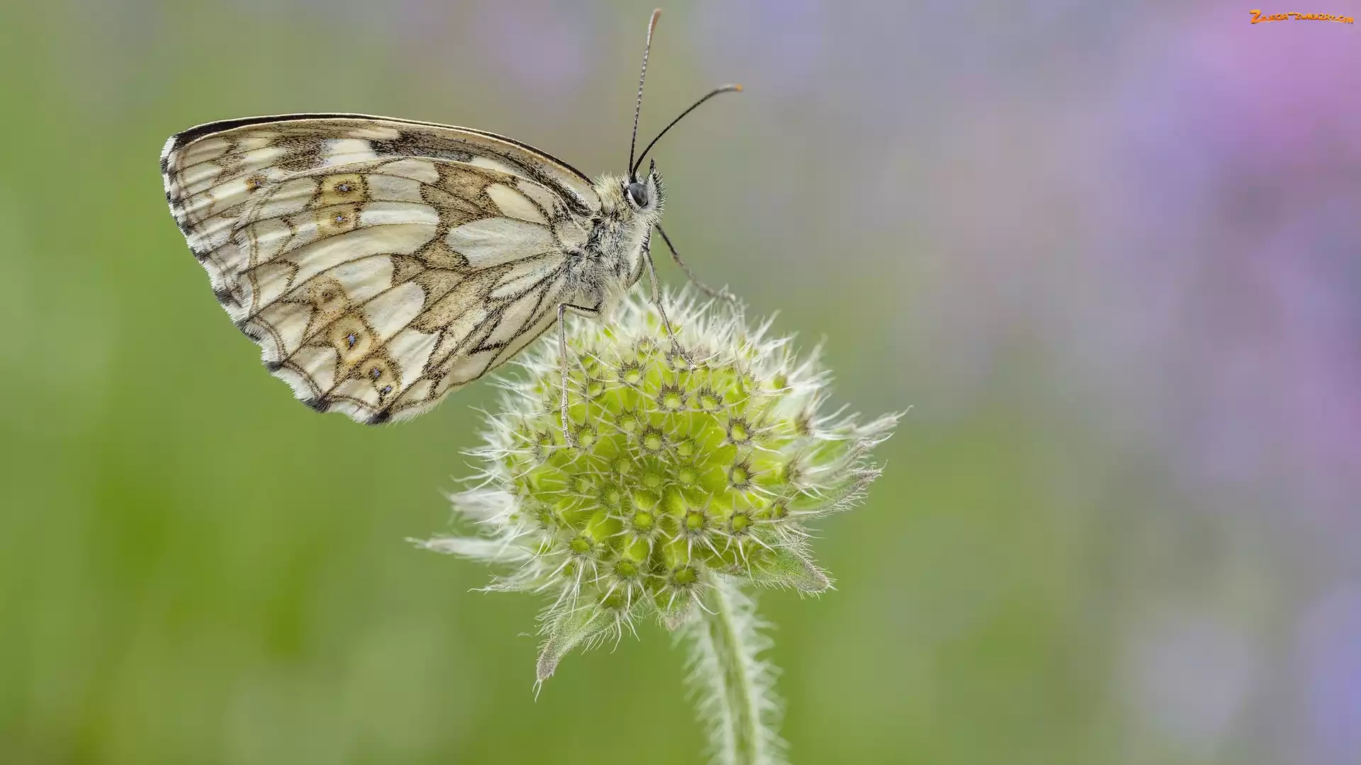 Motyl, Polowiec szachownica, Kwiat, Roślina