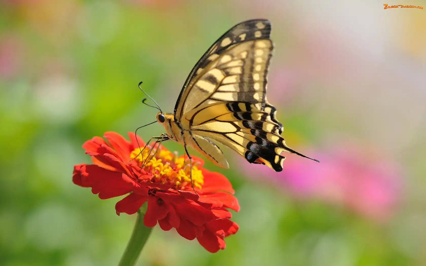 Motyl, Pomarańczowa, Cynia