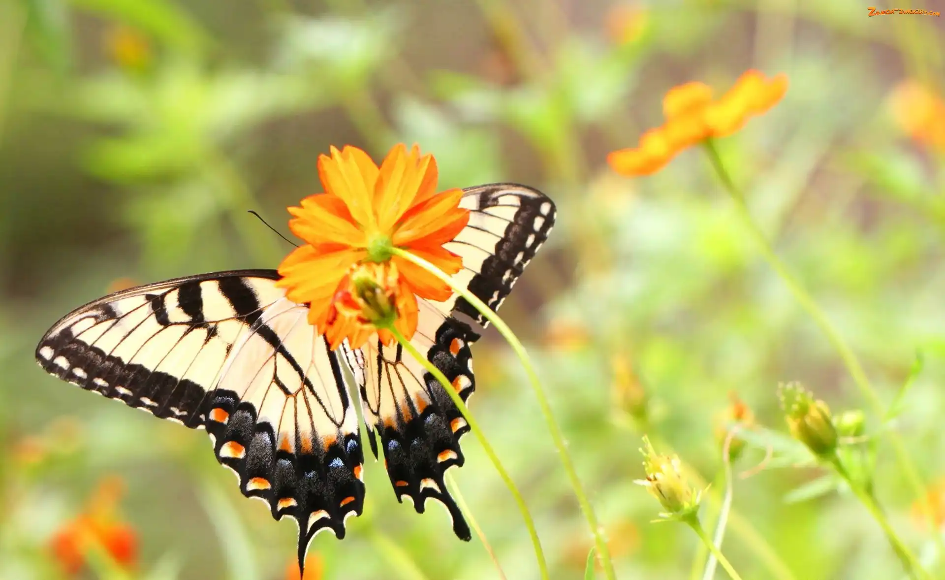 Motyl, Pomarańczowe, Kwiaty