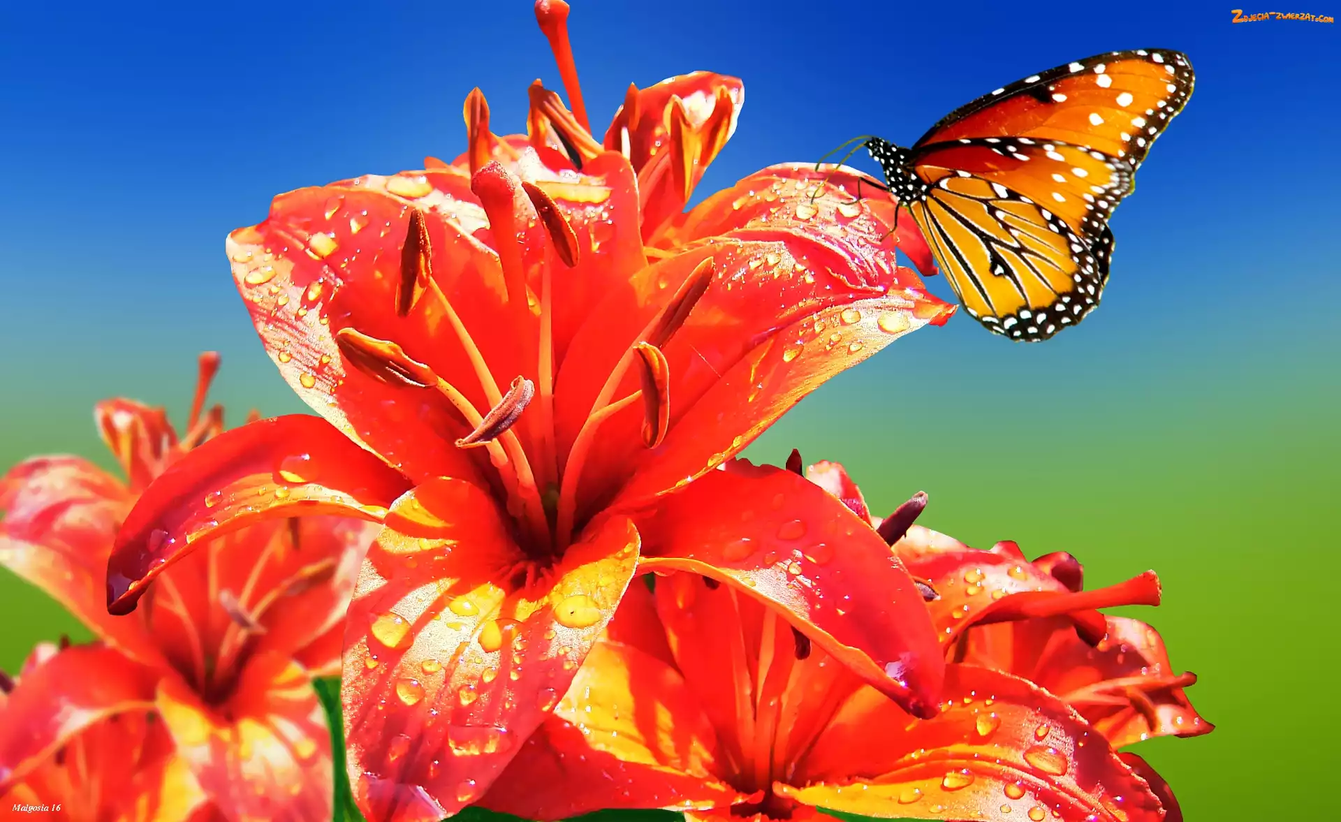 Motyl, Pomarańczowe, Lilie
