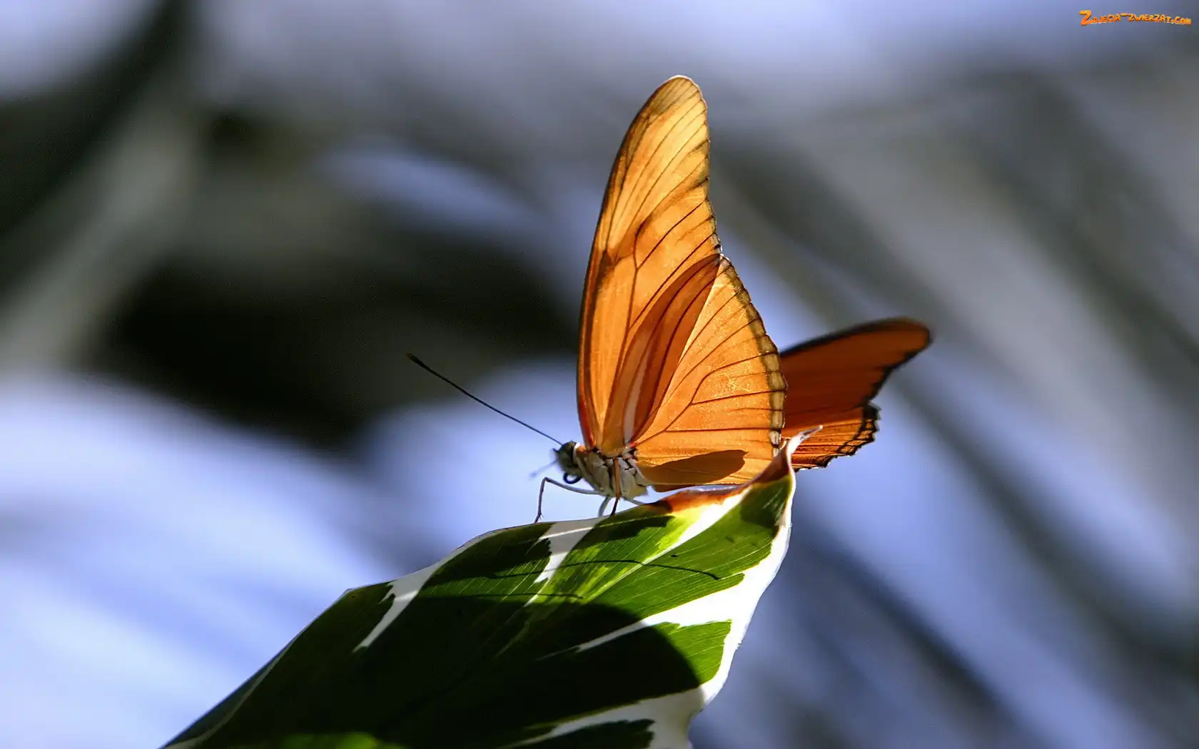 Liść, Pomarańczowy, Motyl