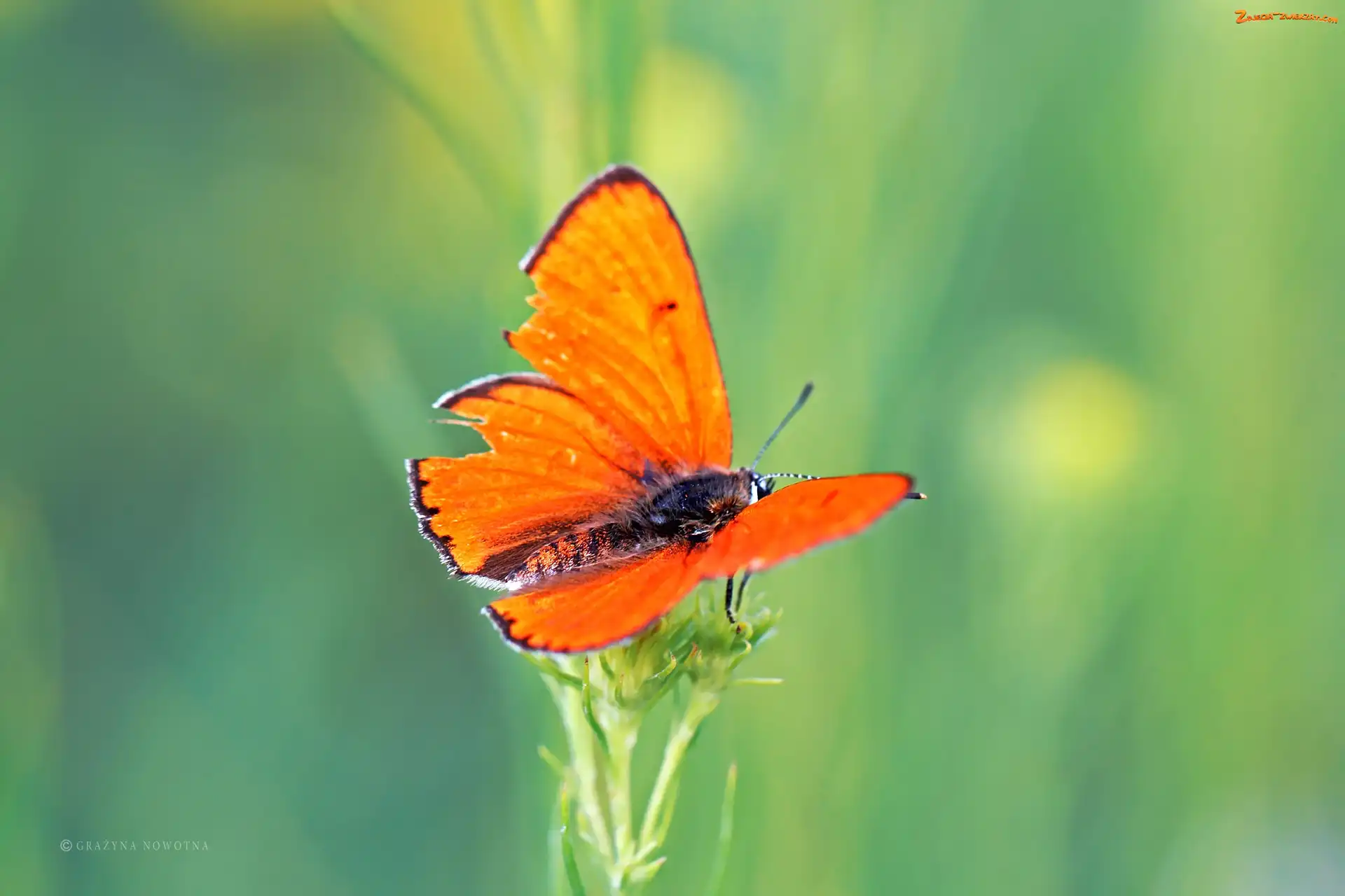 Owad, Pomarańczowy, Motyl