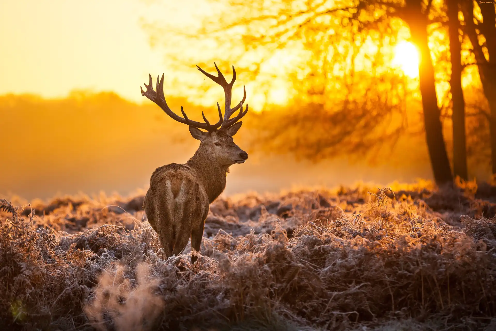 Poroże, Słońca, Jeleń, Zachód